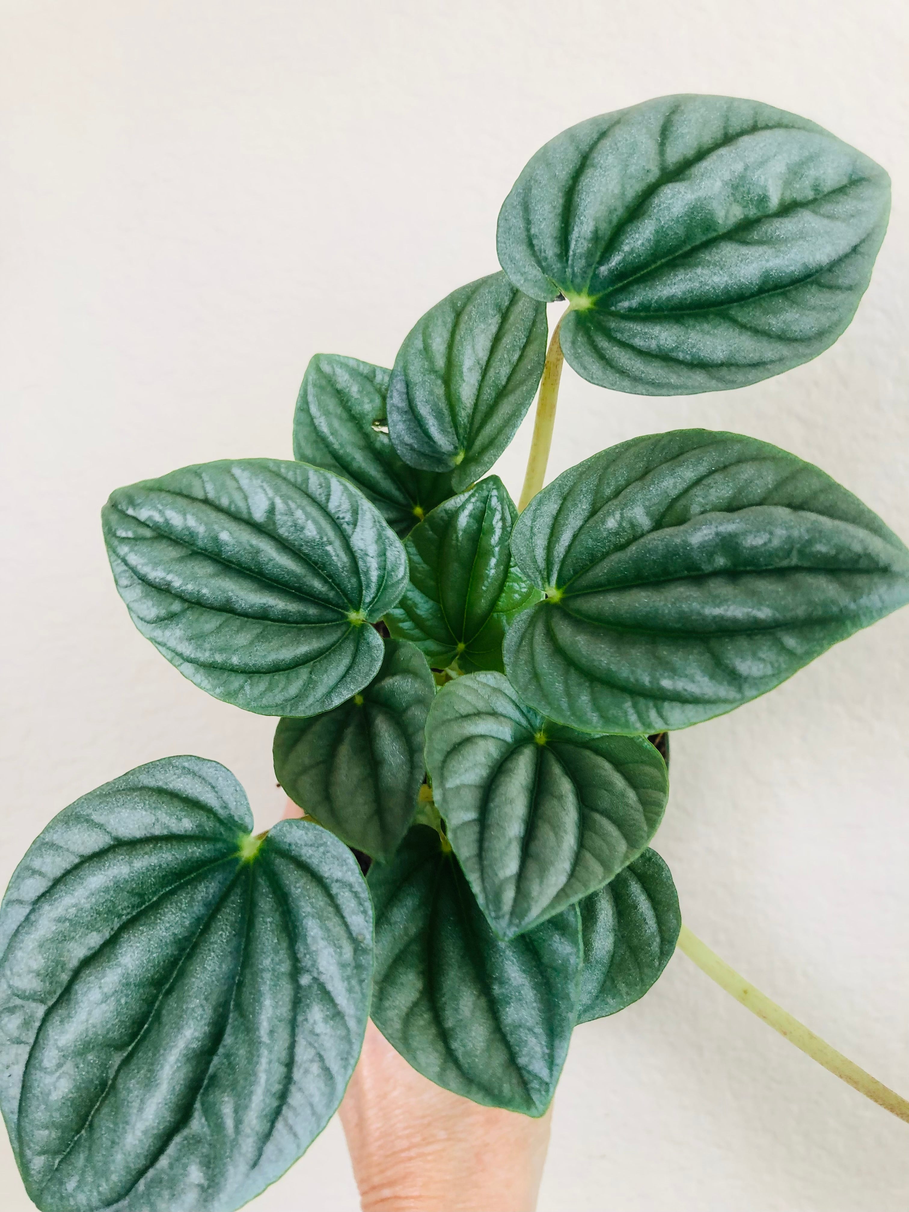 Peperomia Frost