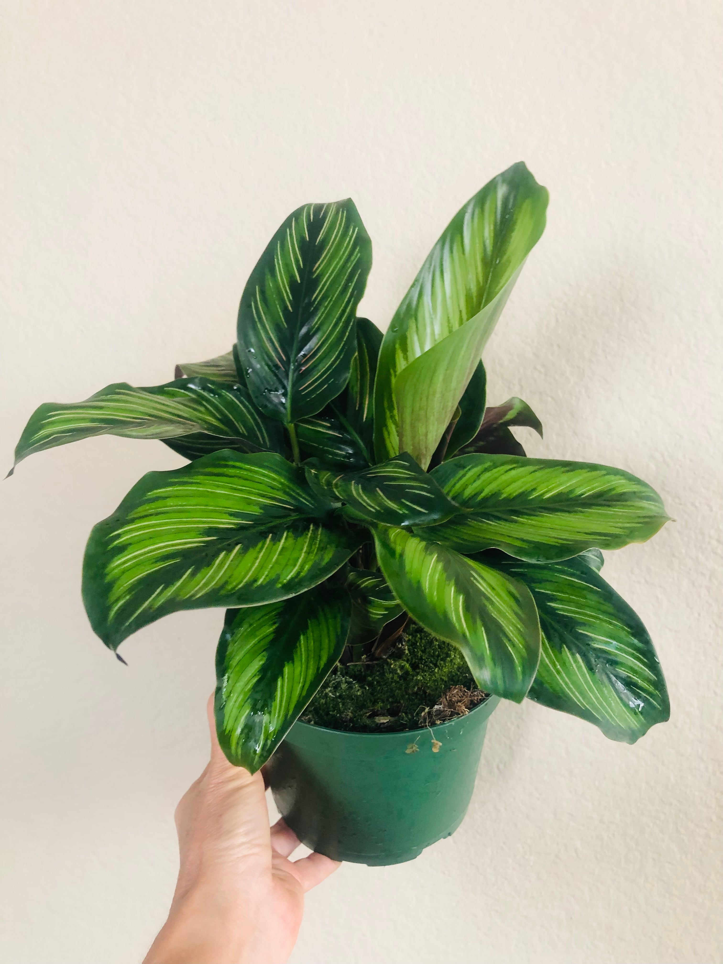 Calathea Beauty Star