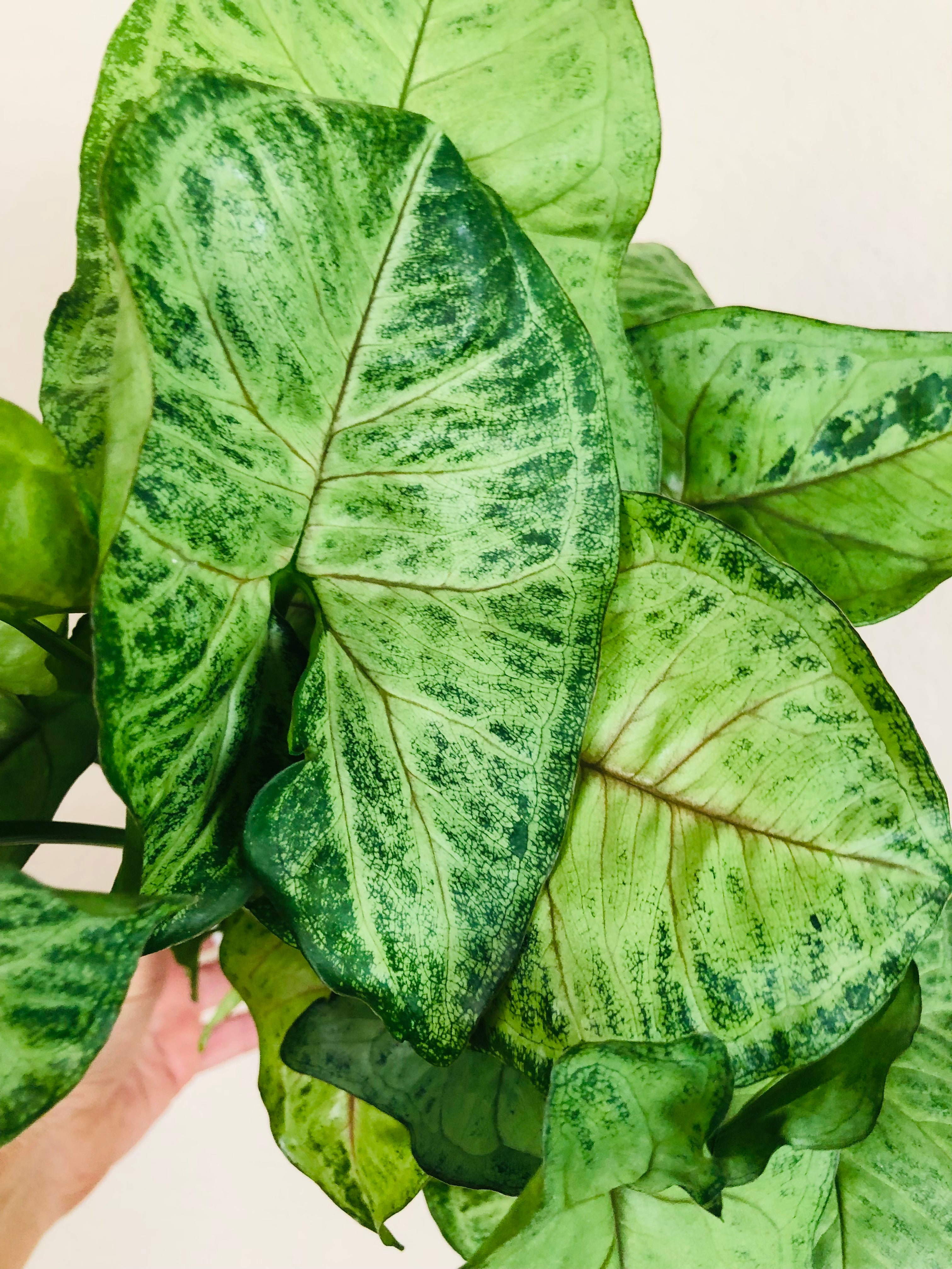 Syngonium 'Bob Allusion'