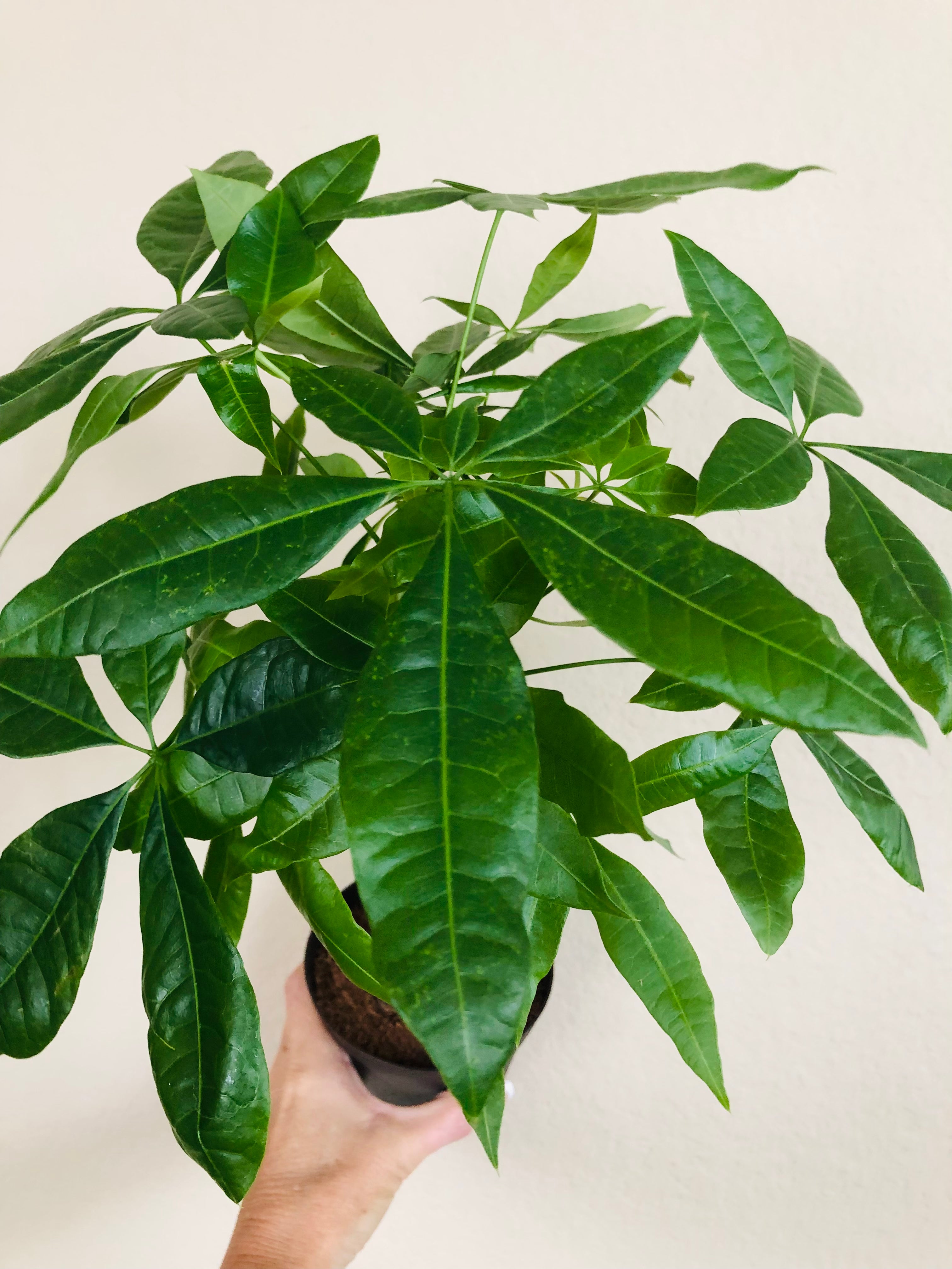 Pachira Braid 'Money Tree'
