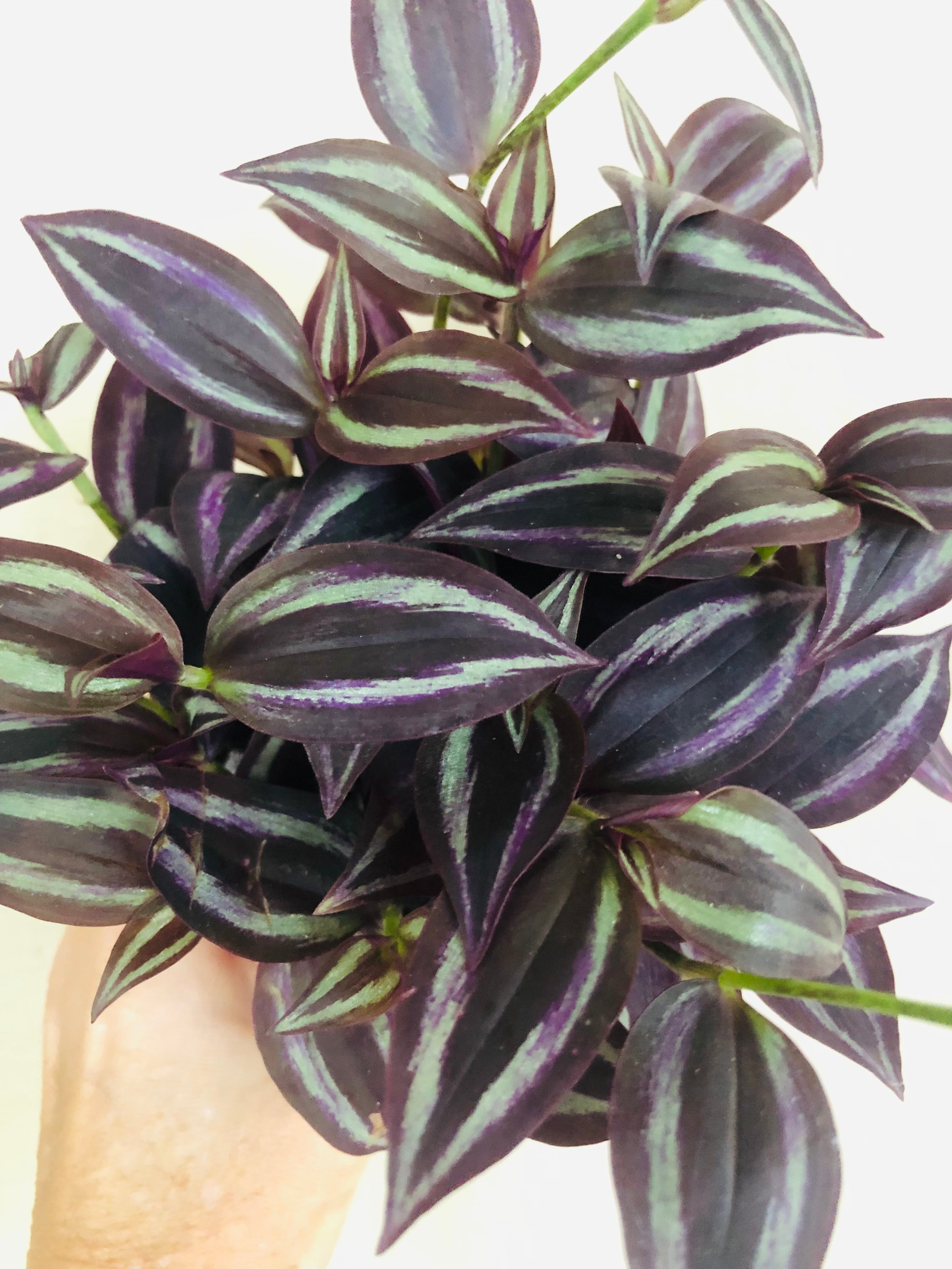 Tradescantia 'Red Gem'