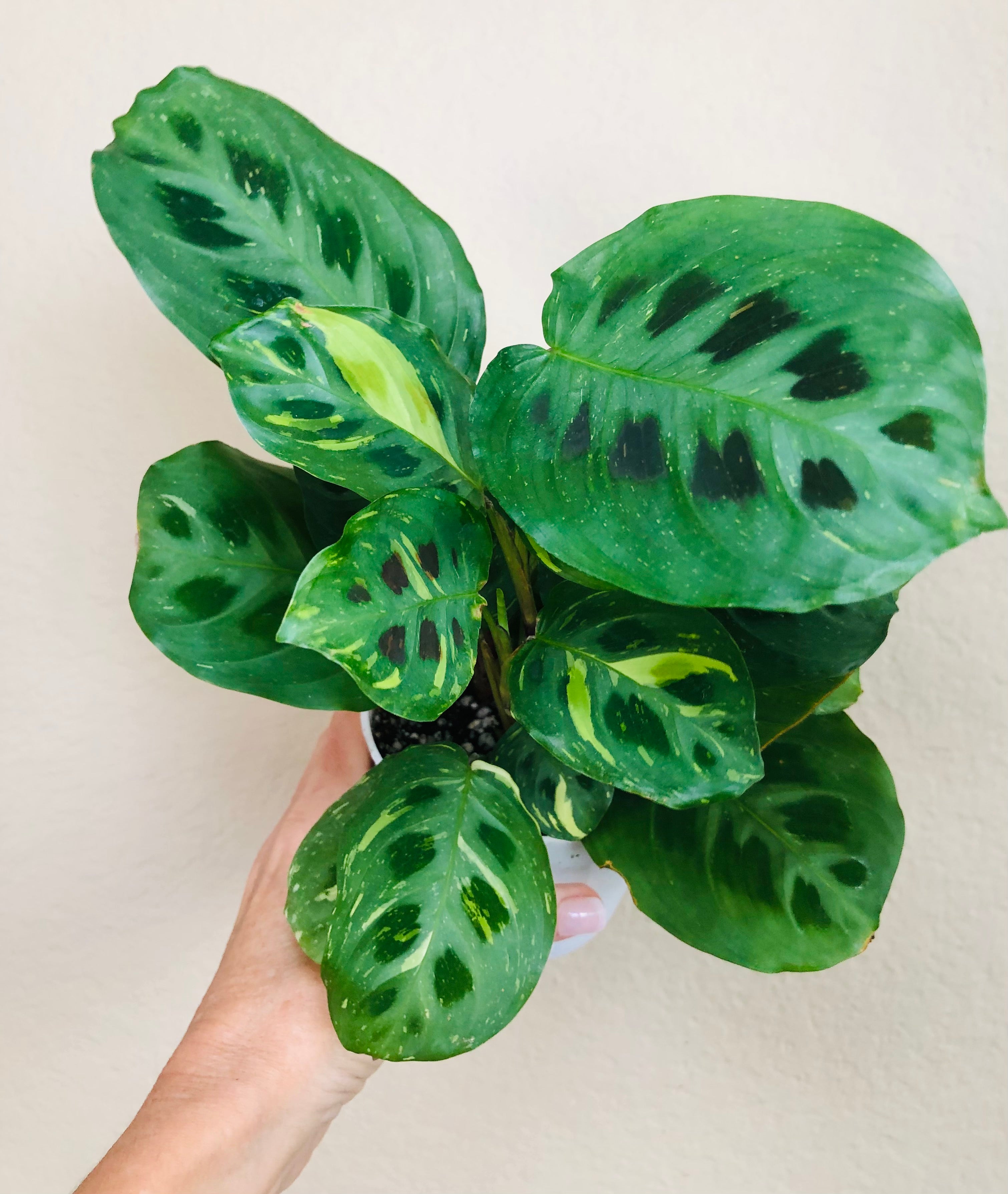 Maranta Leuconeura Kerchoveana | Rabbits Foot | Variegated