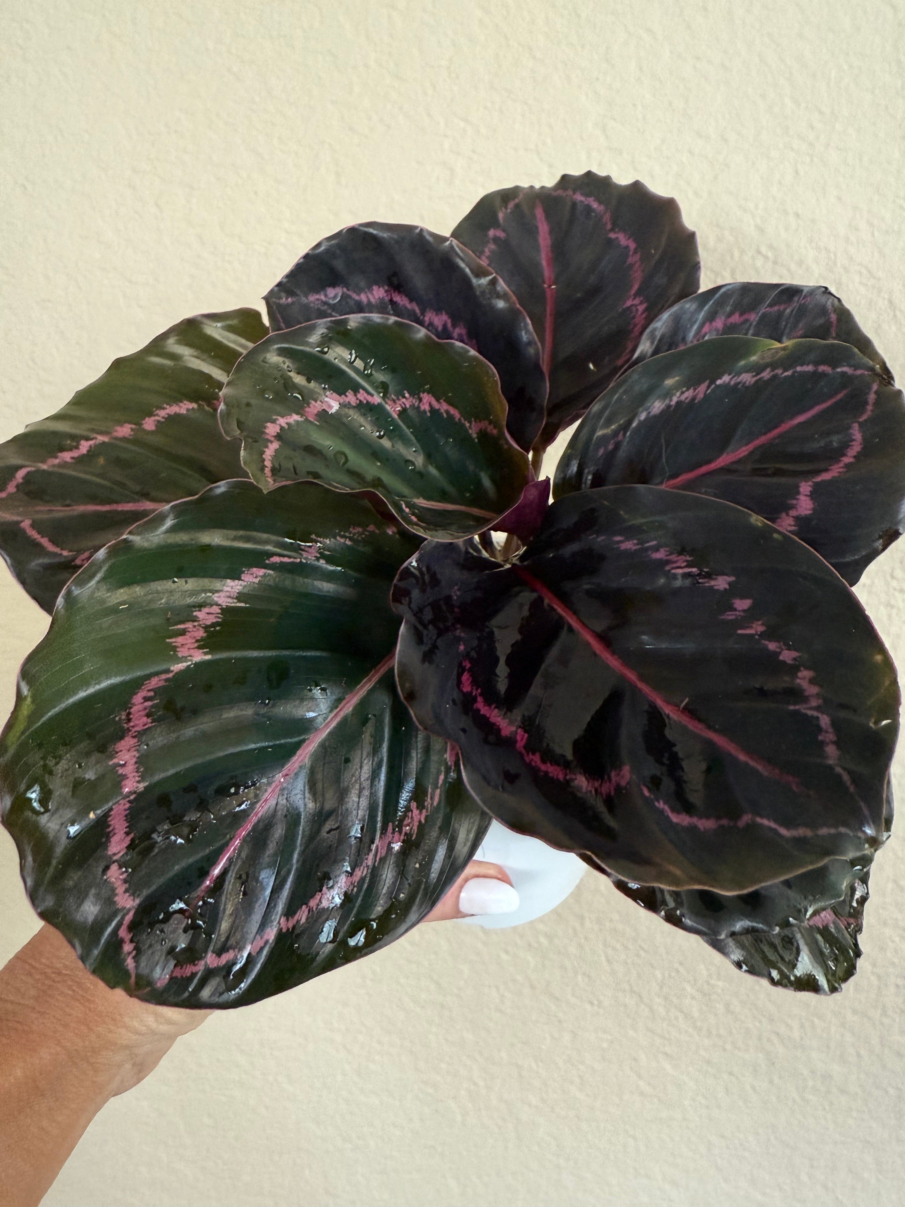 Calathea Roseopicta 'Dottie'