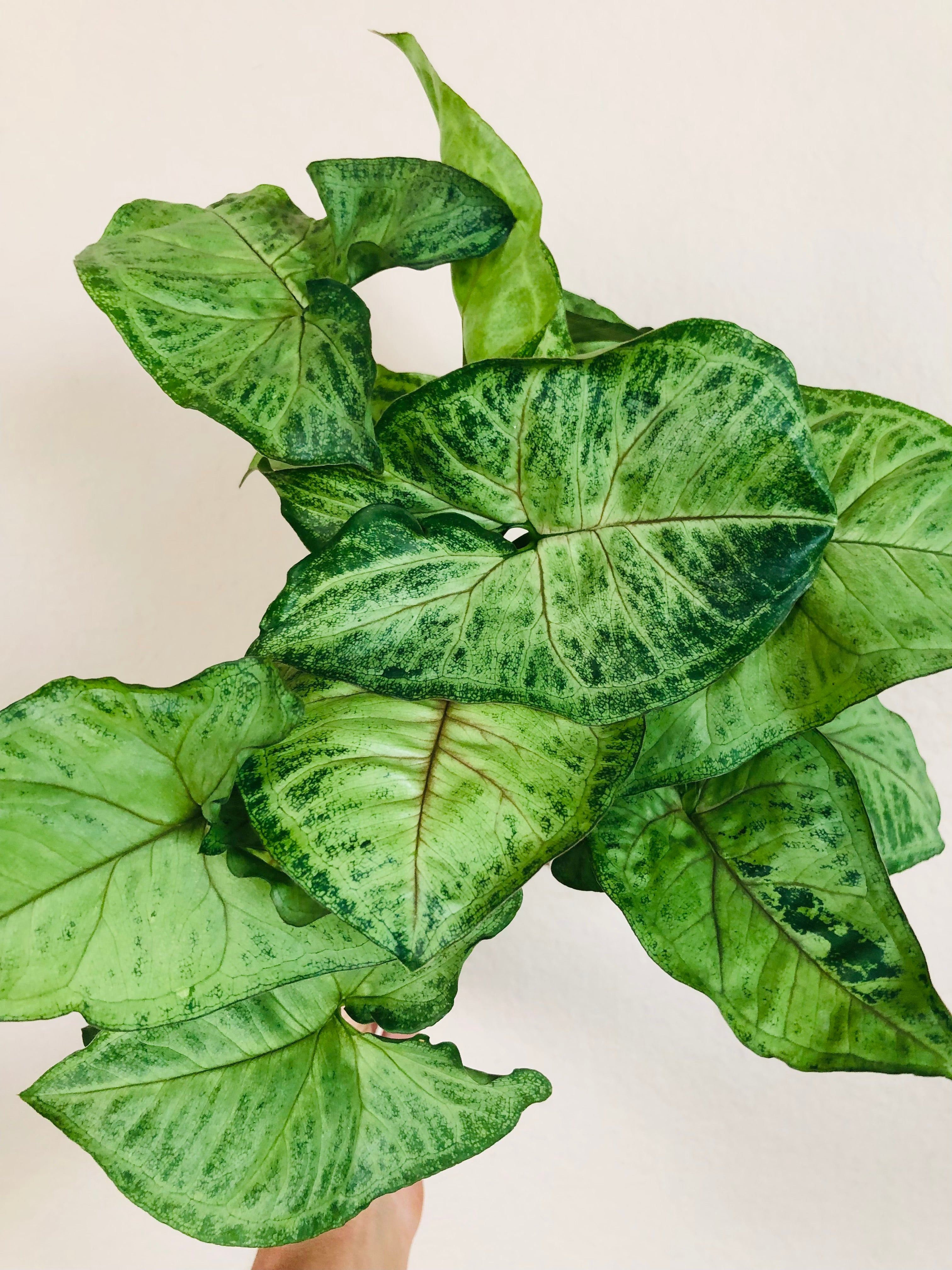 Syngonium 'Bob Allusion'