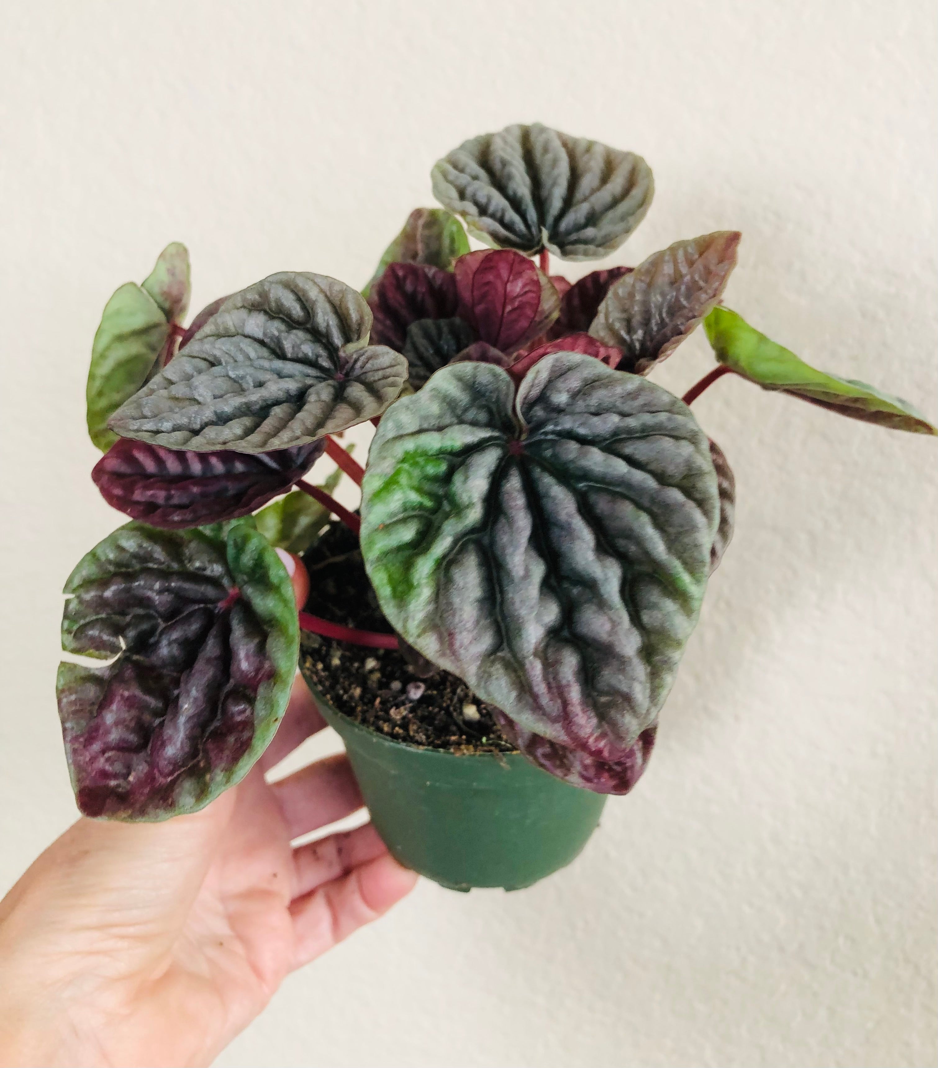 Peperomia 'Luna Red'