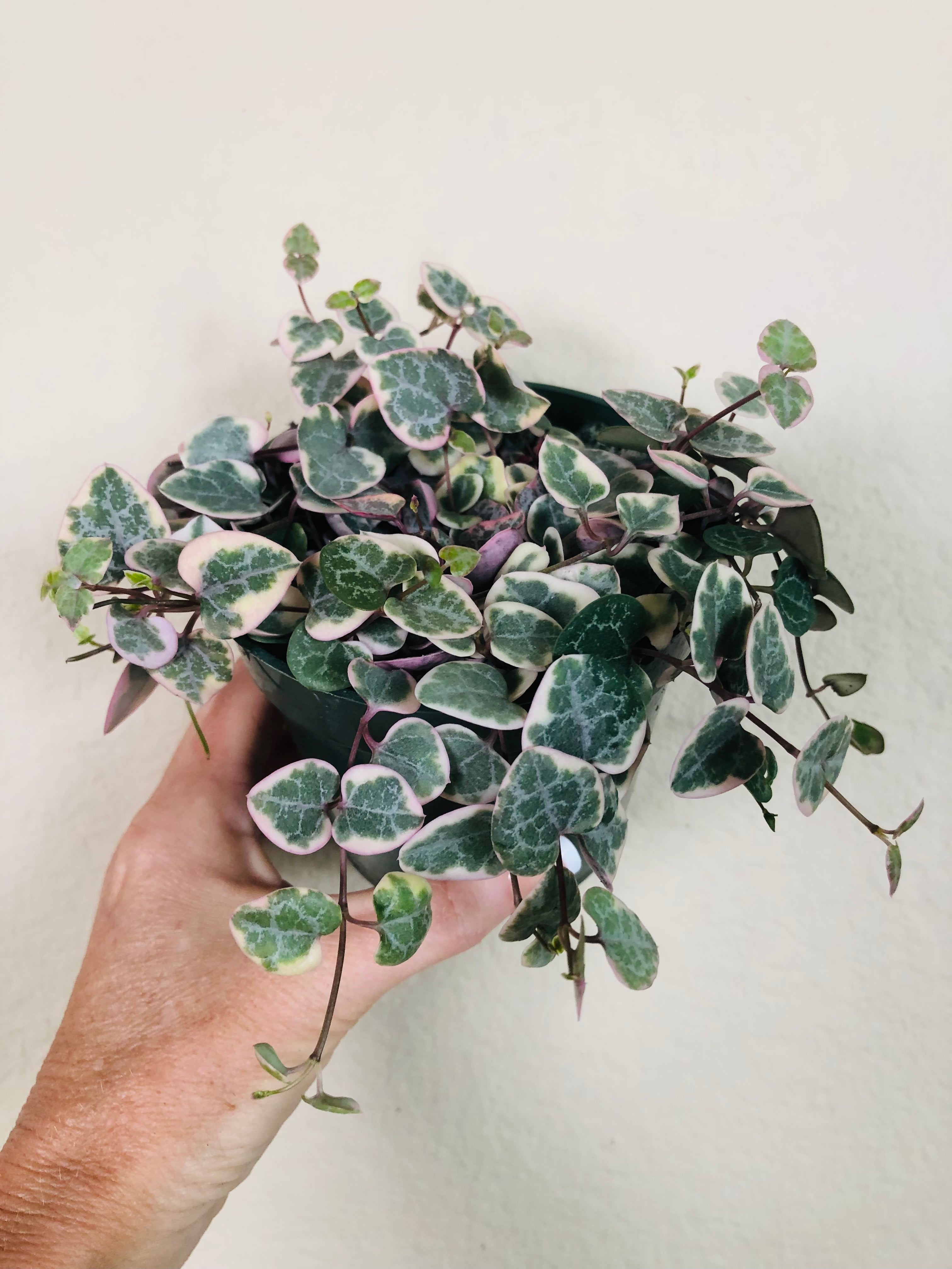 Variegated String Of Hearts