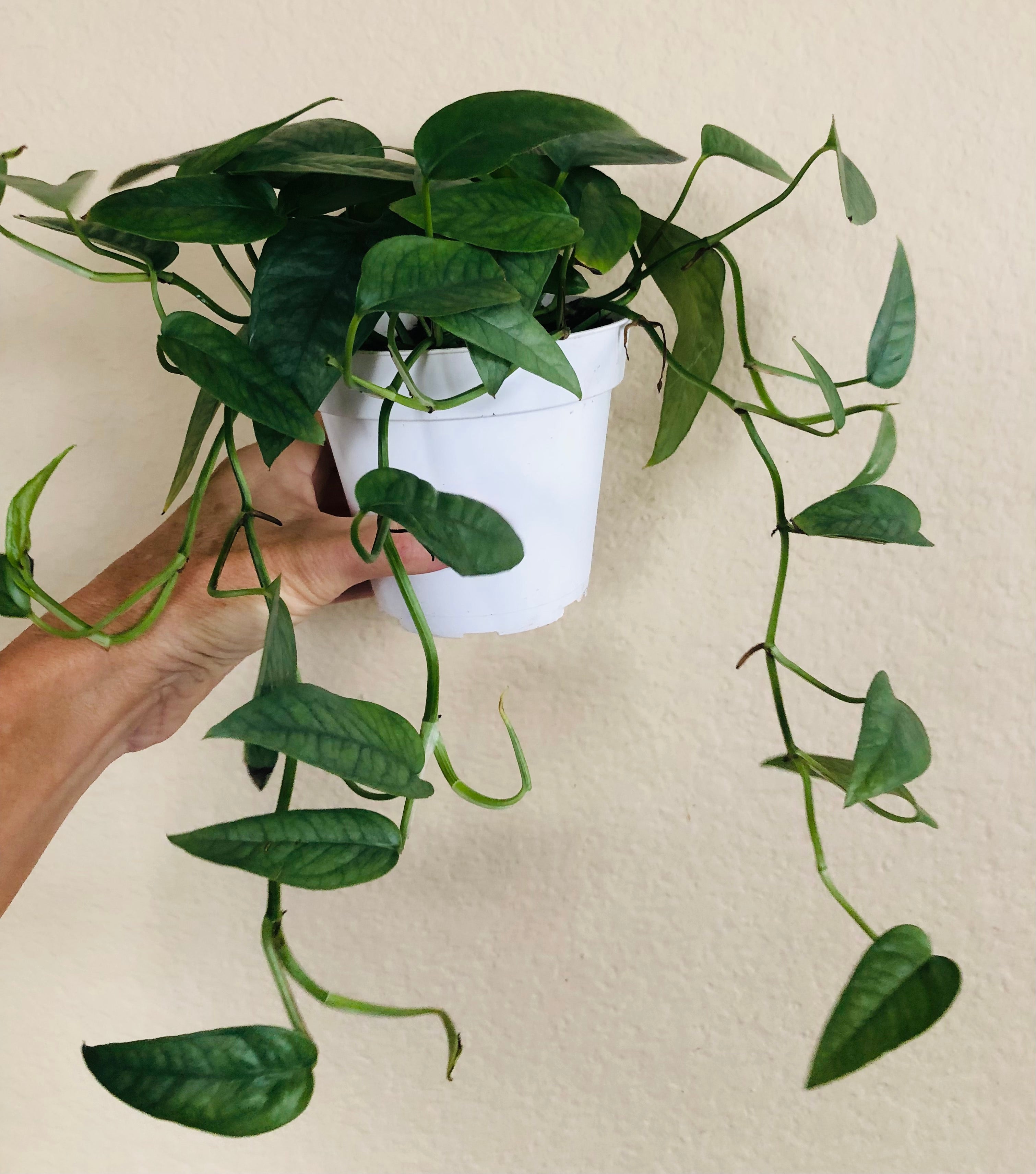 Pothos 'Cebu Blue'