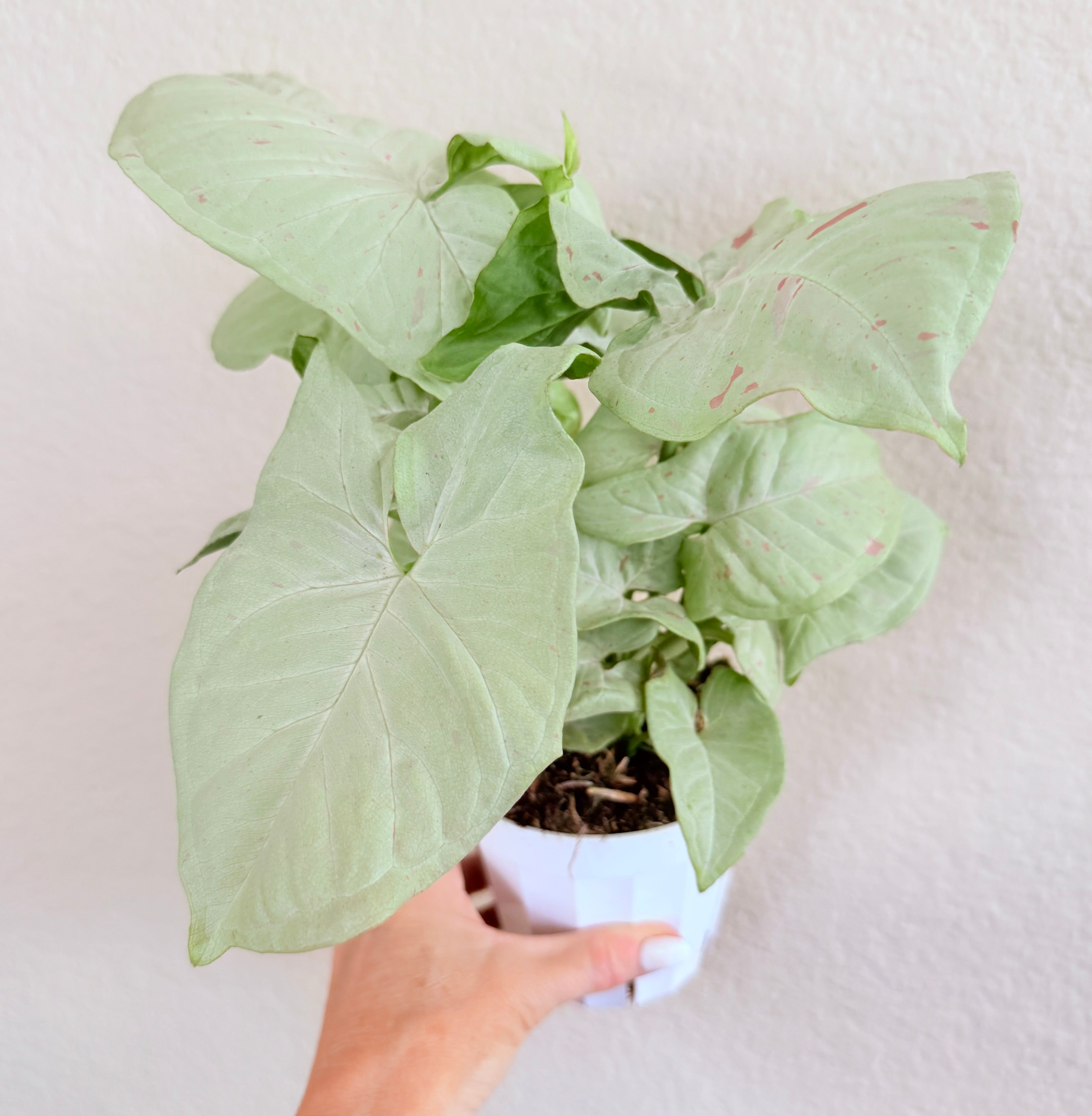 Syngonium 'Confetti'