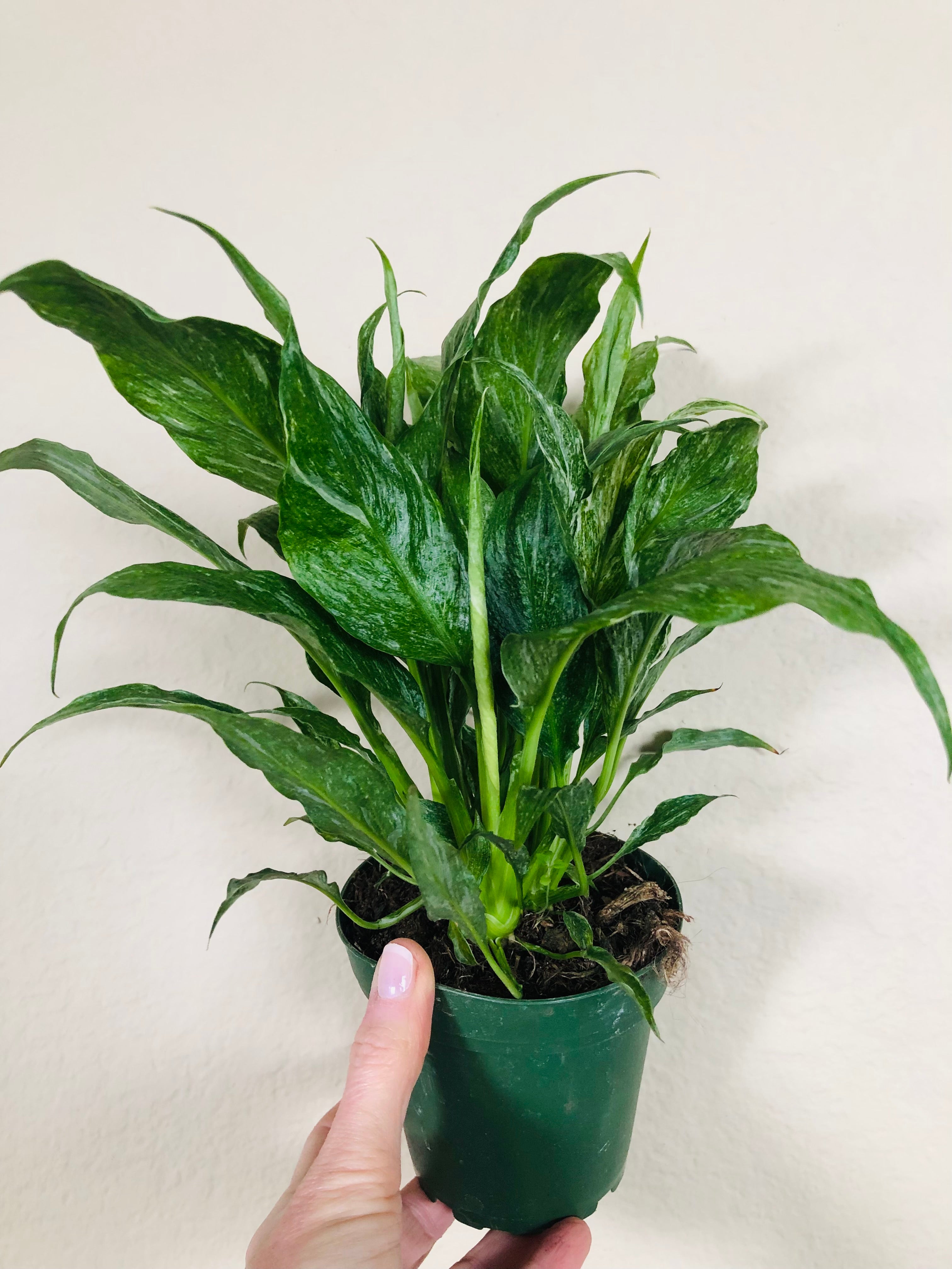 Spathiphyllum ‘Domino’ | Peace Lily Domino