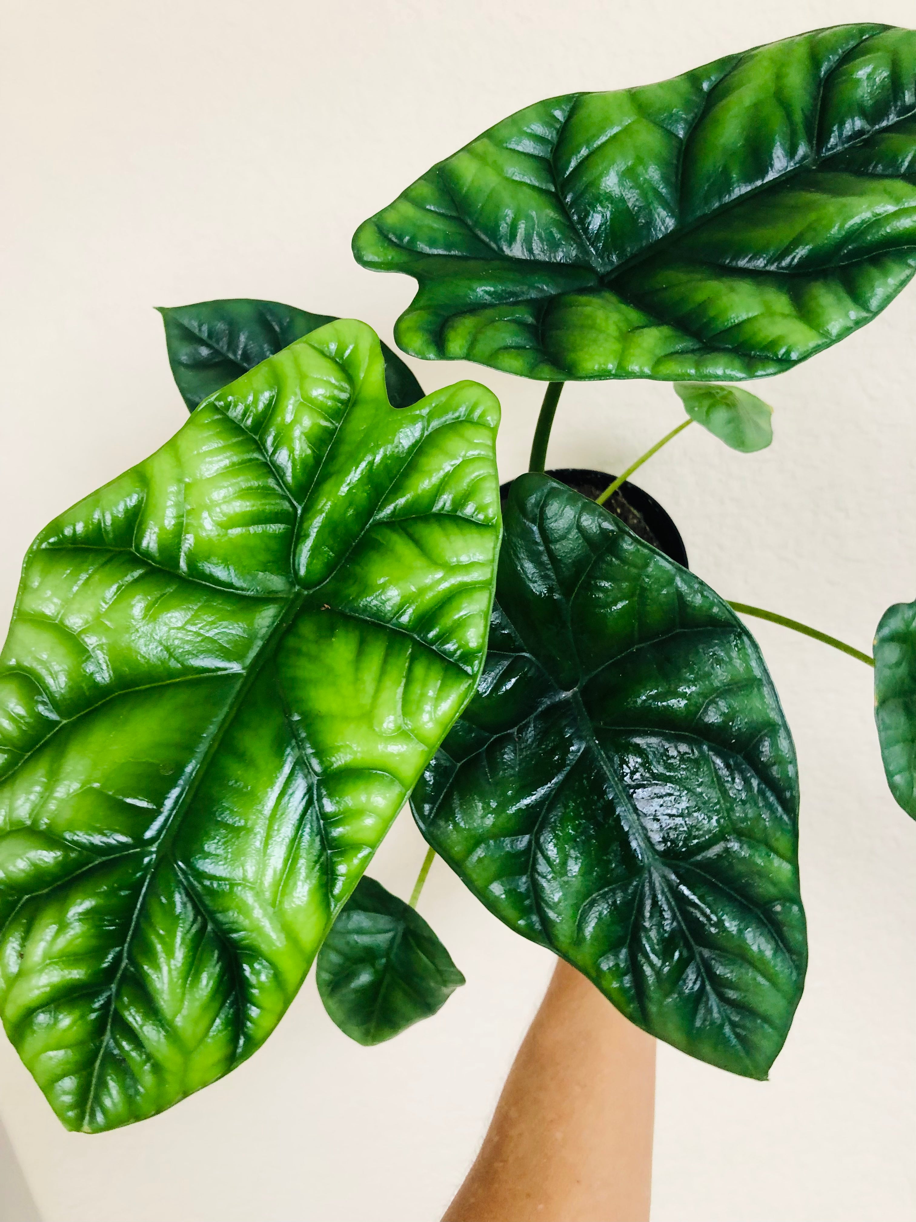 Alocasia 'Quilted Dreams'