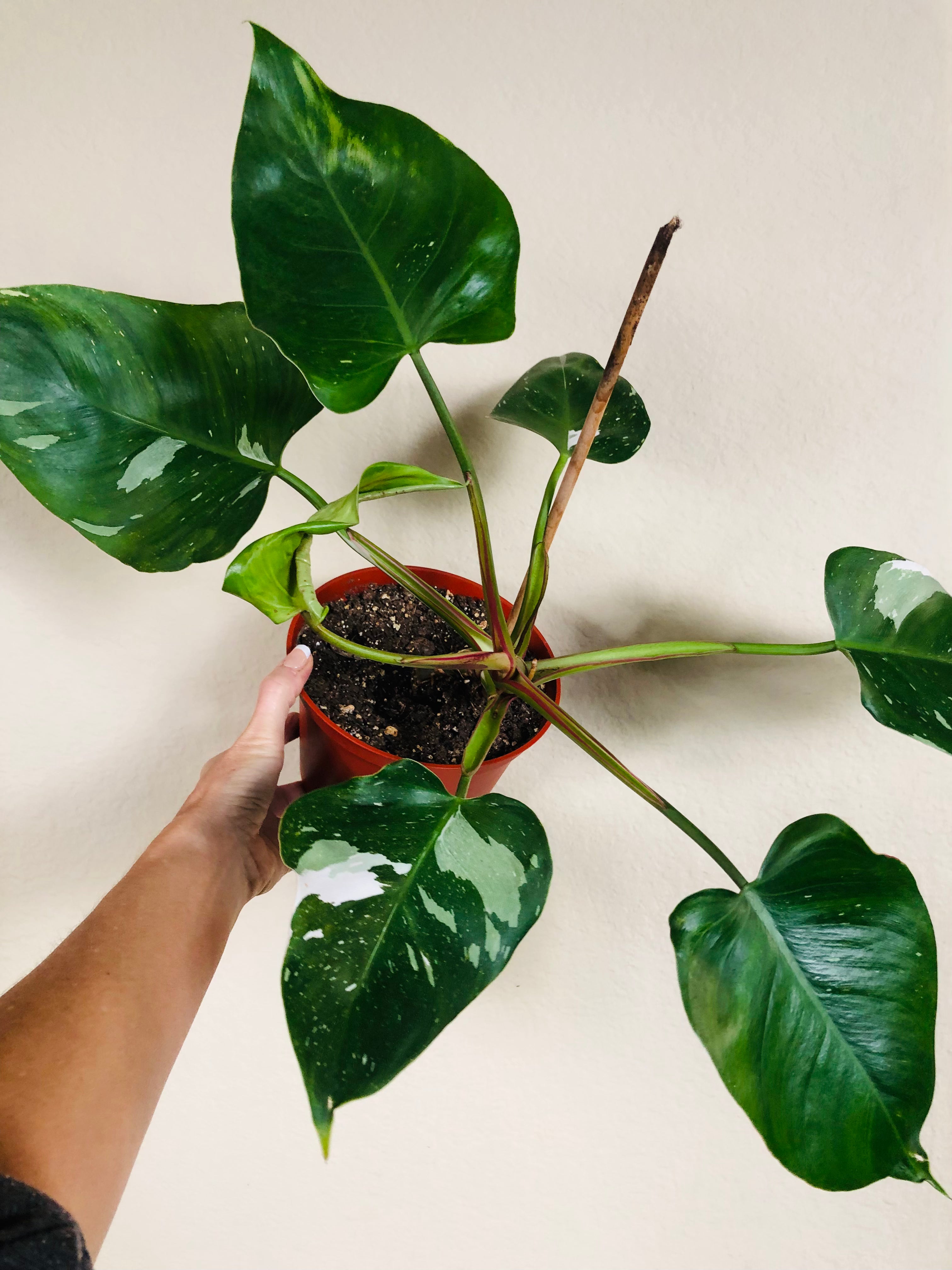 Philodendron 'White Princess'