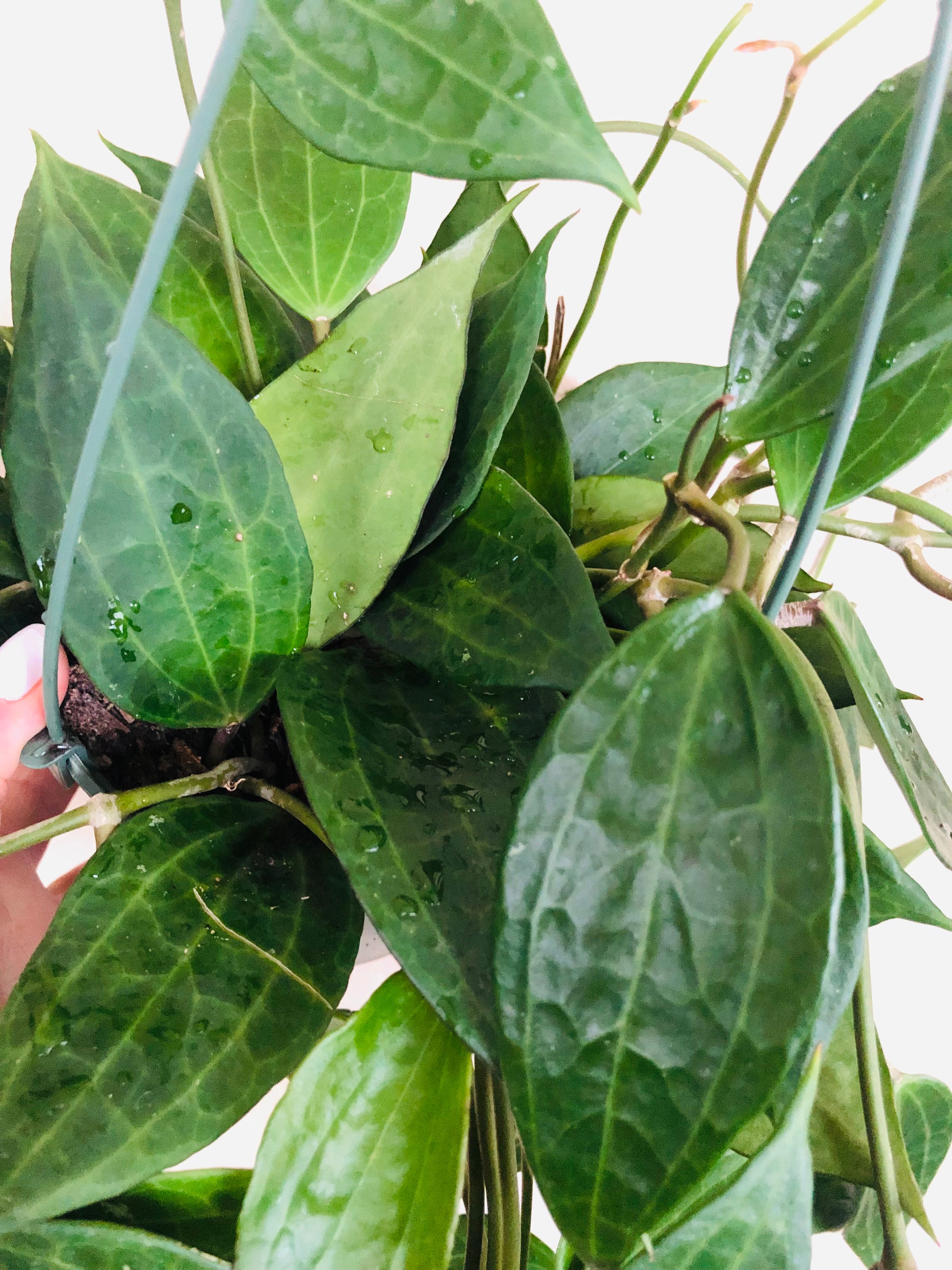 Hoya 'Macrophylla'