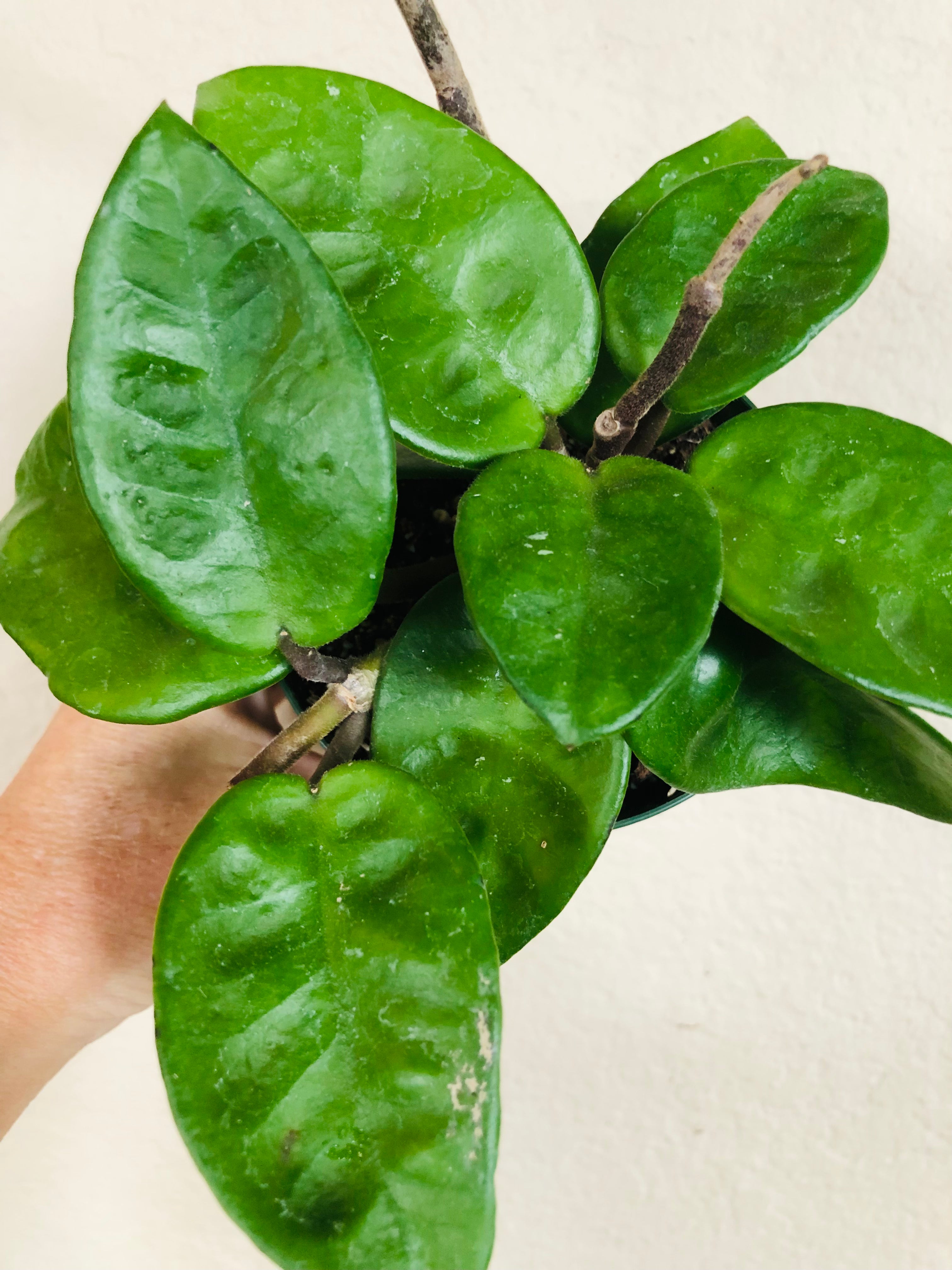 Hoya 'Krinkle'