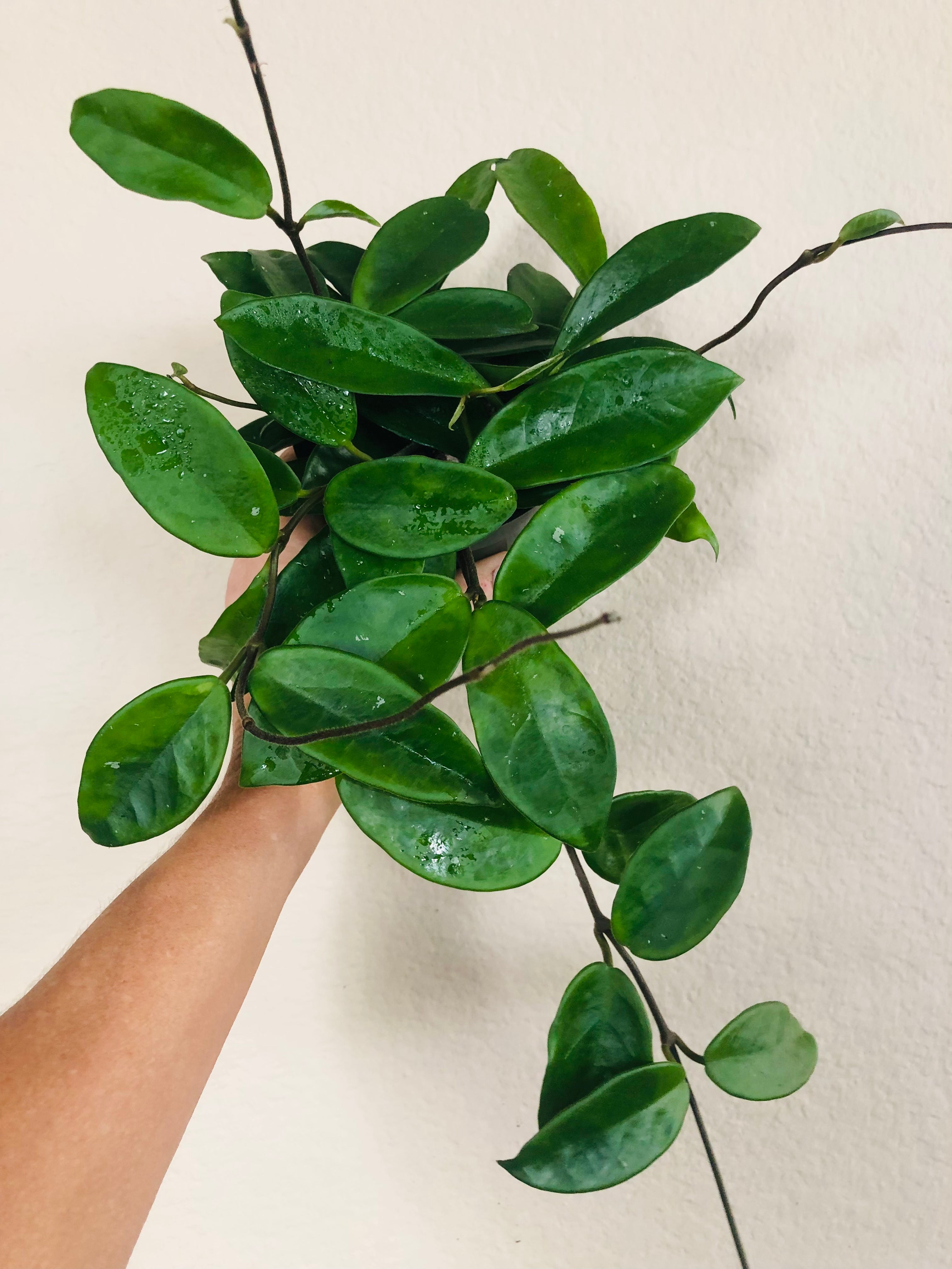 Hoya Carnosa