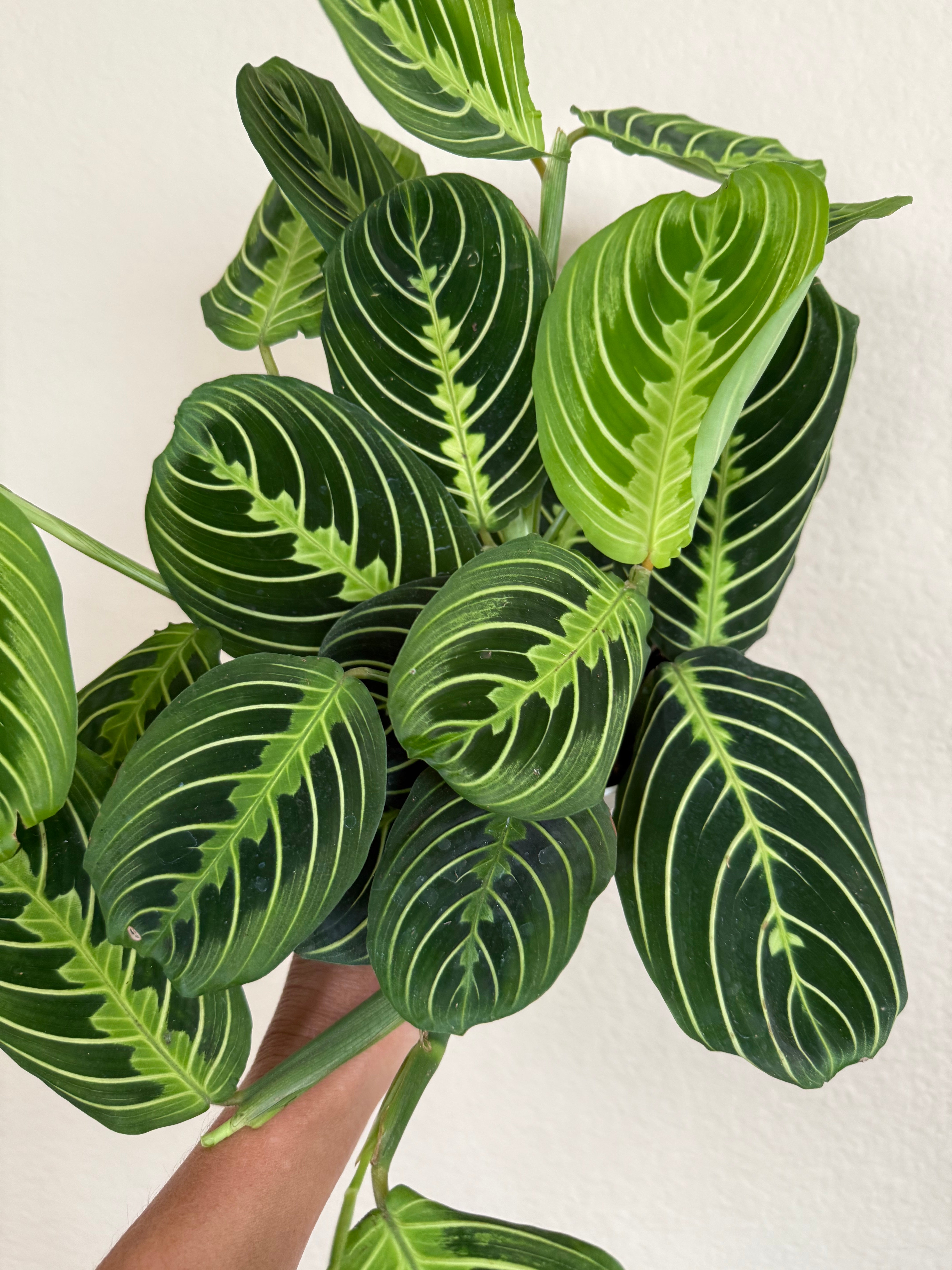 Maranta 'Lemon Lime'