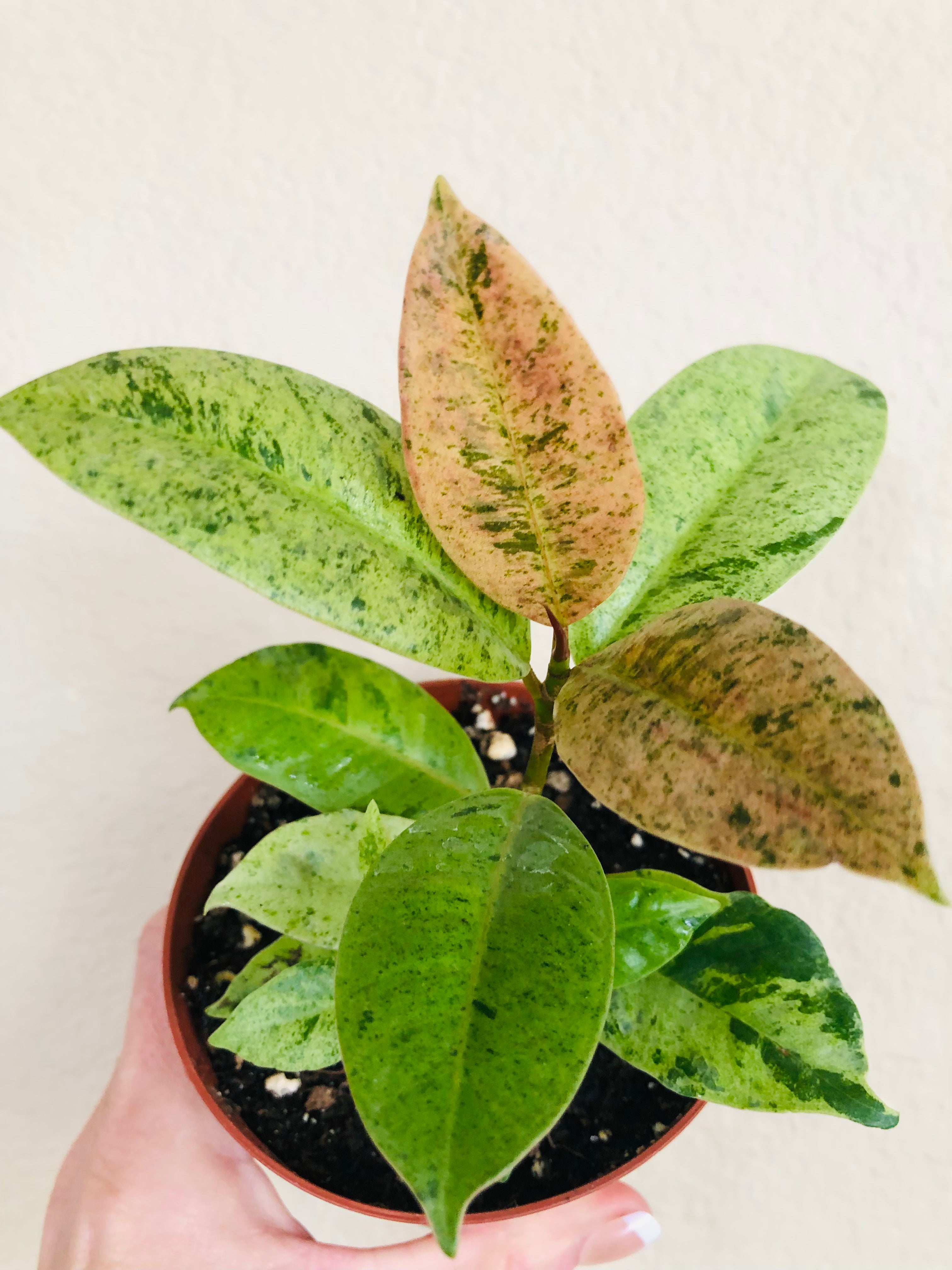 Ficus Shivereana