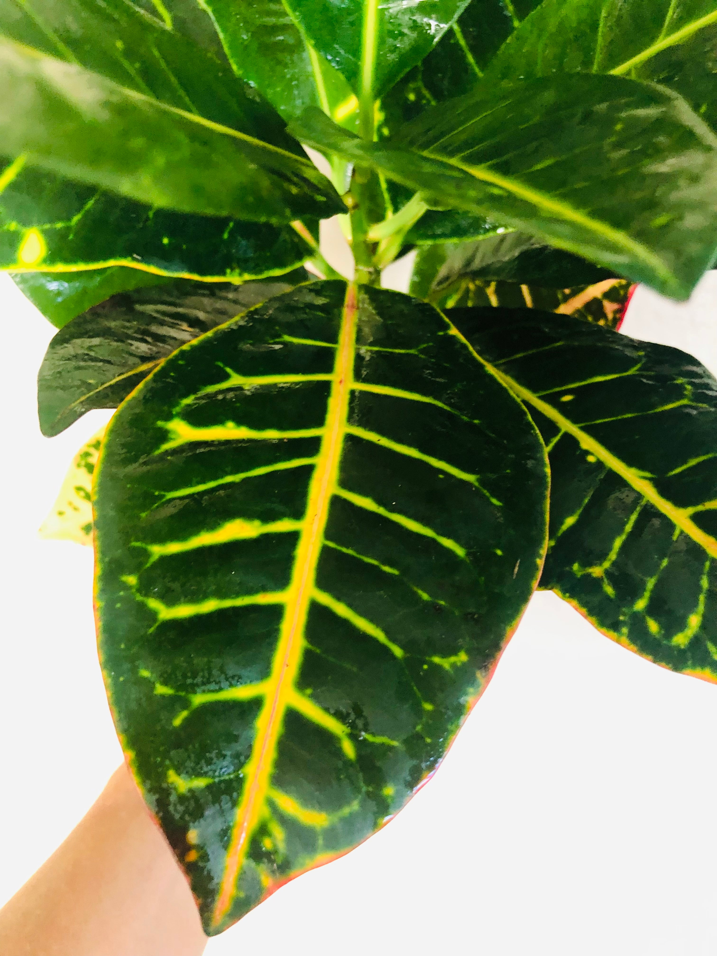 Croton Petra 'Joseph's Coat'