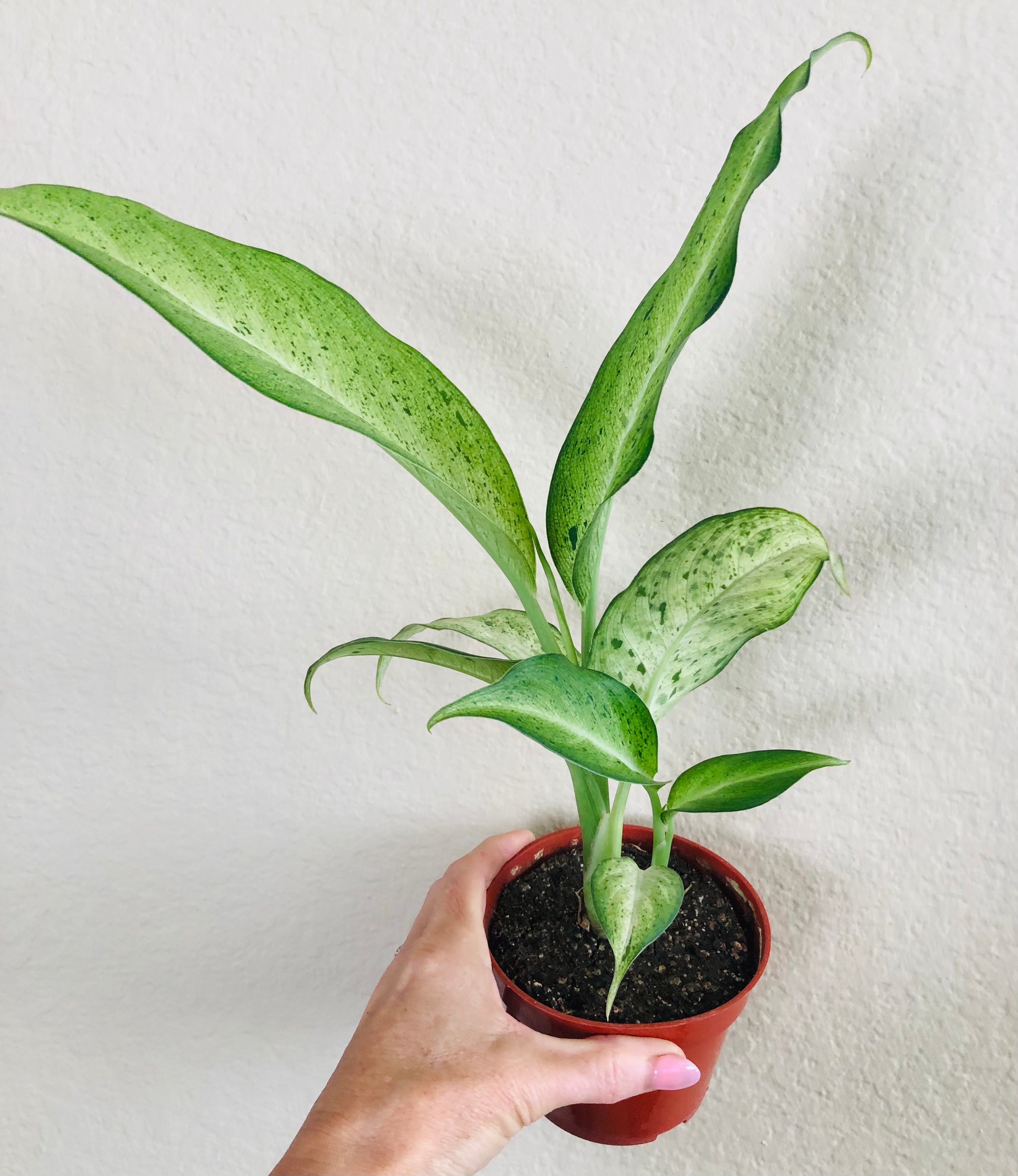 Dieffenbachia 'Camouflage'