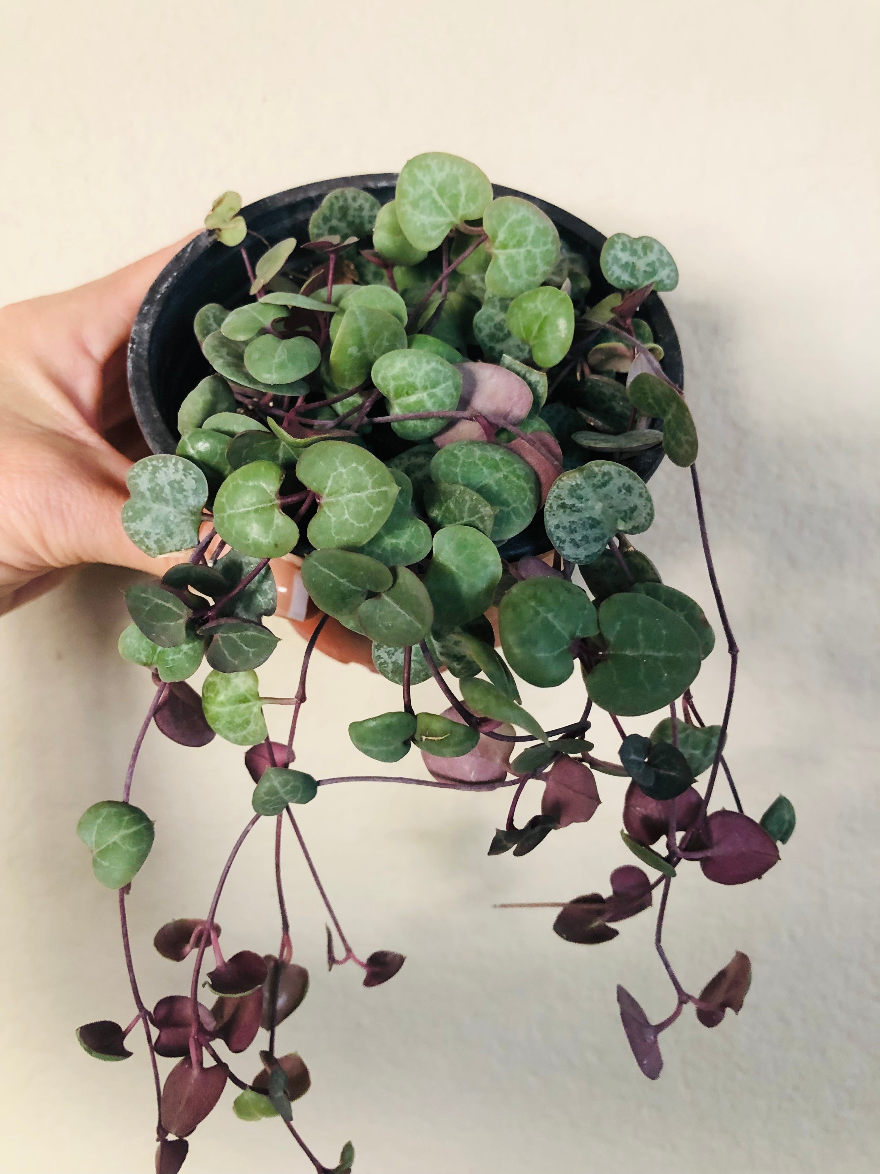 String of Hearts