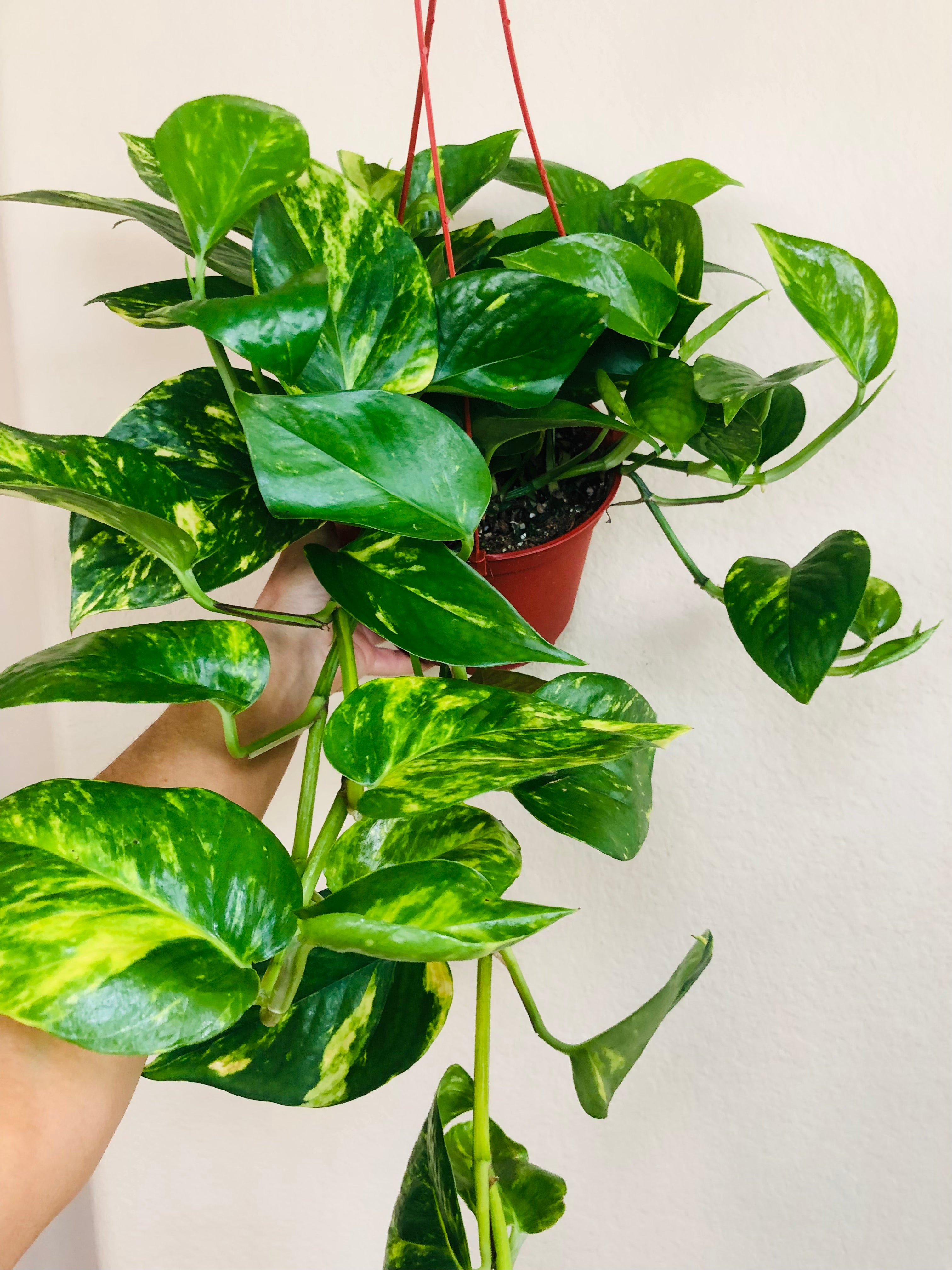 Pothos 'Golden'