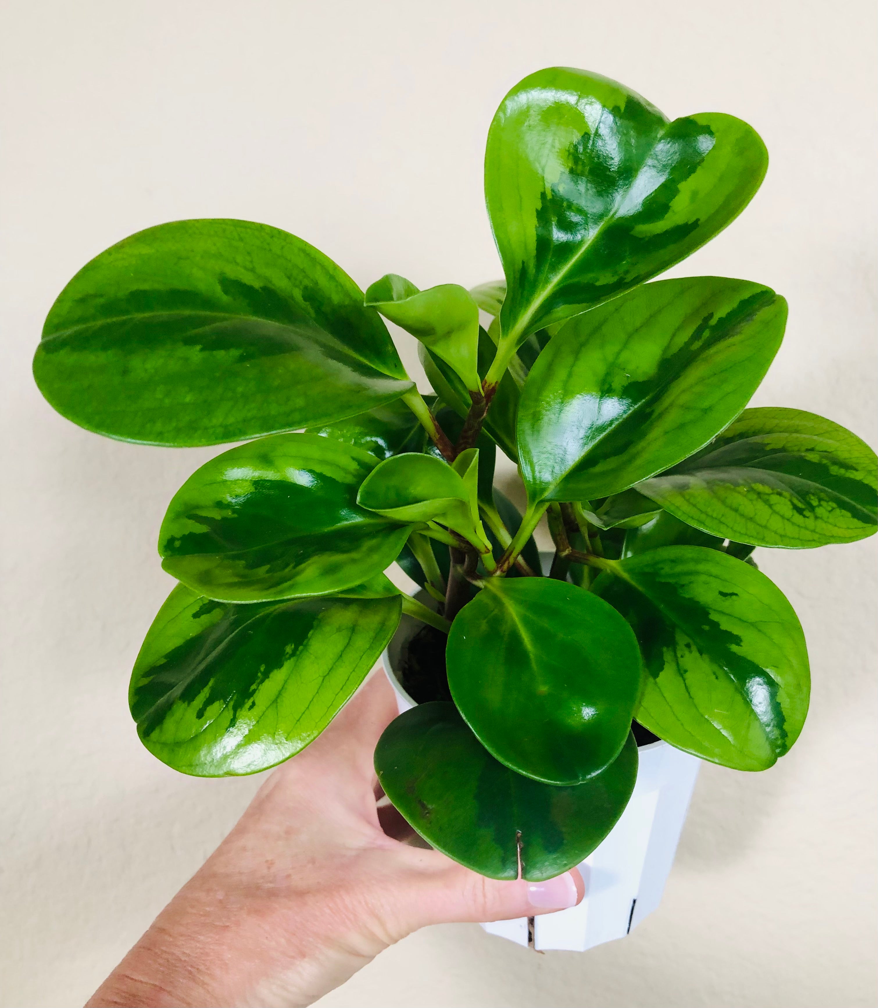 Peperomia Obtusifolia  'Lemon Lime'