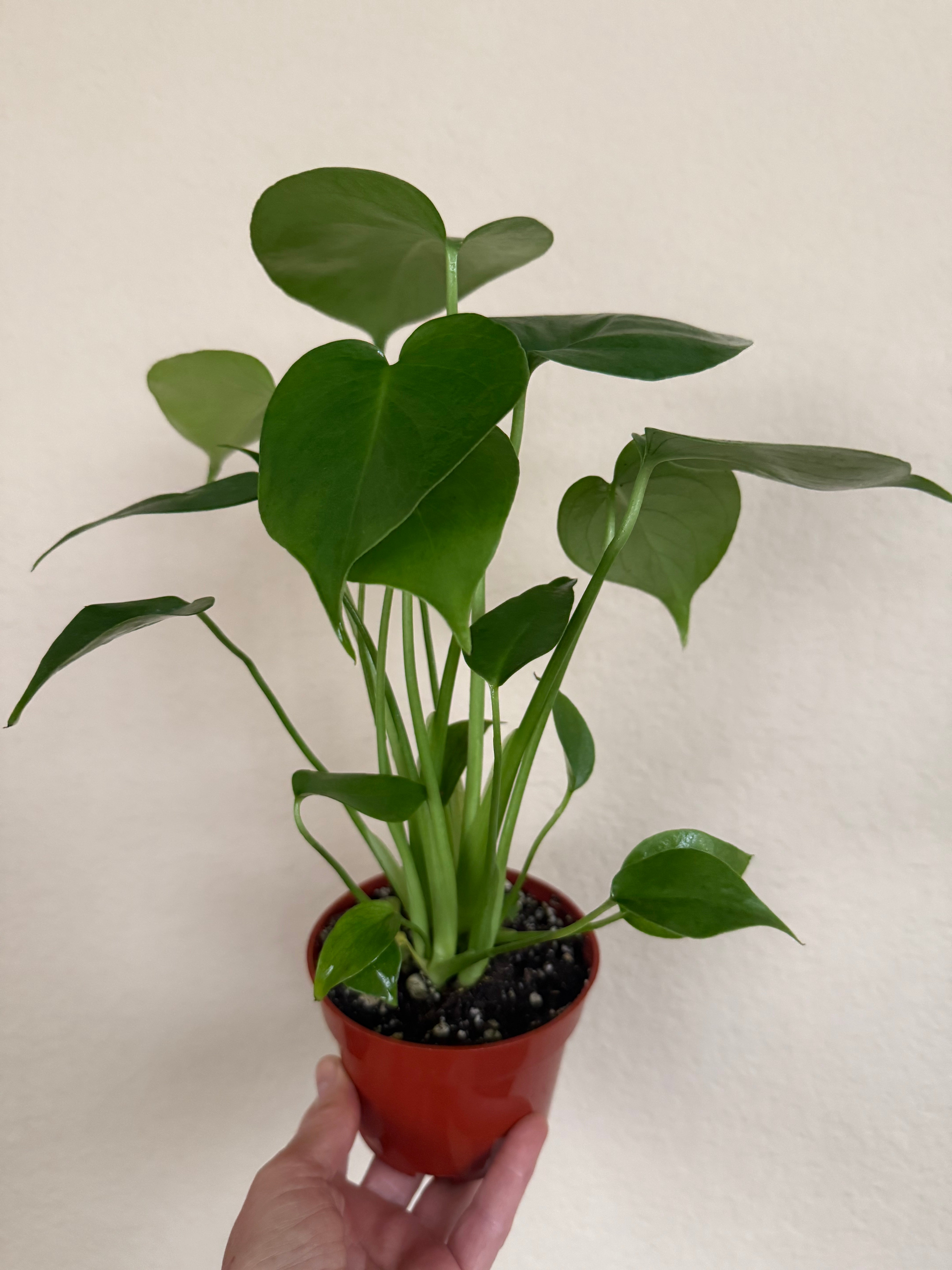 Monstera Deliciosa