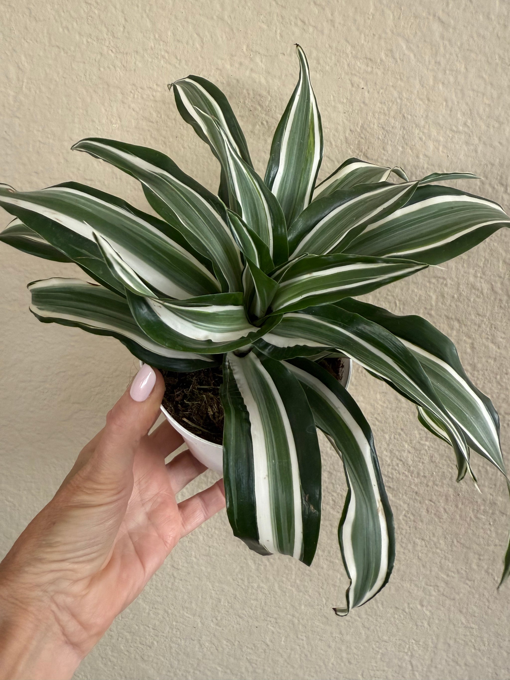 dracaena deremensis malaika Dracaena 'Malaika'
