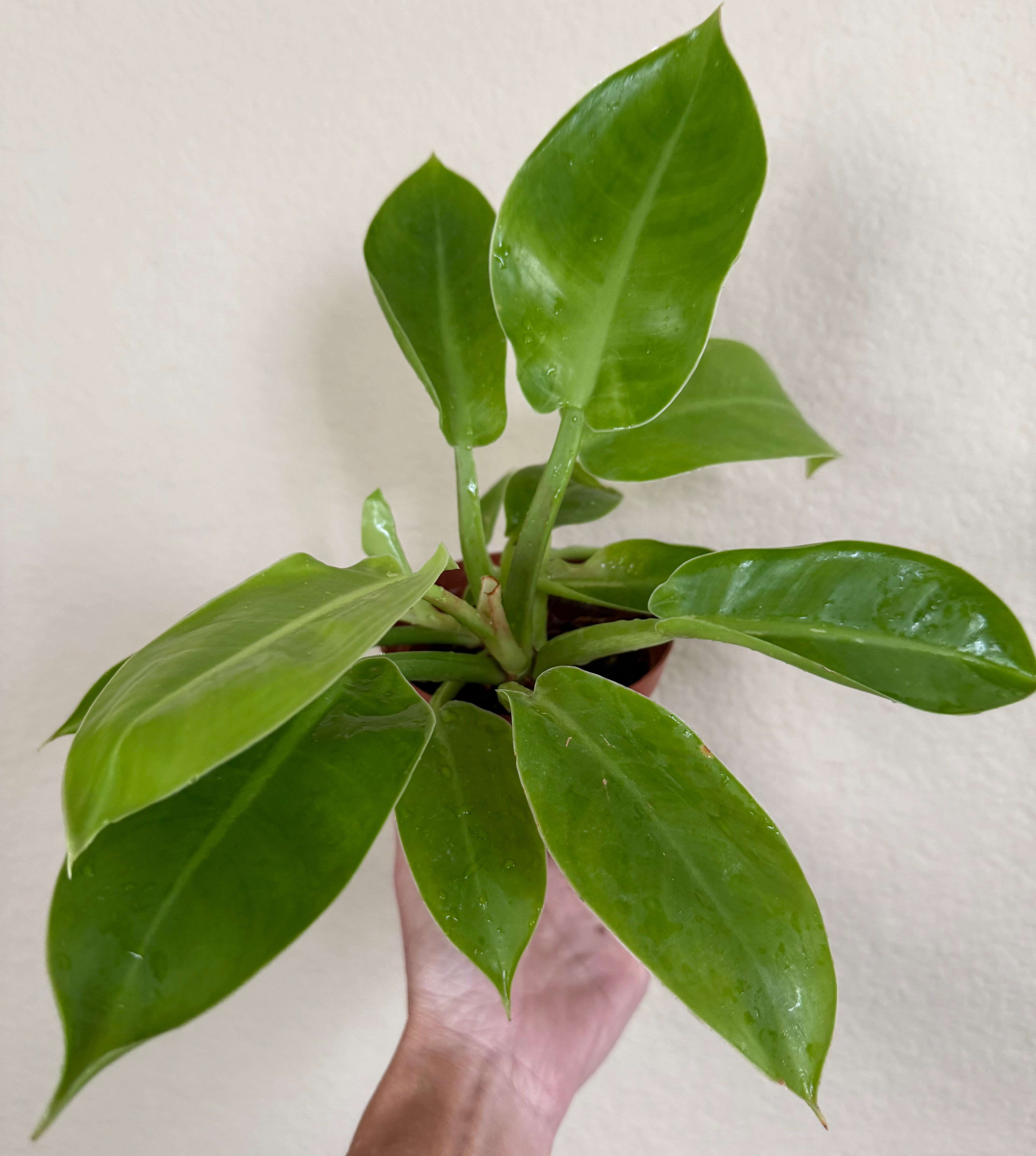 Philodendron 'Moonlight'