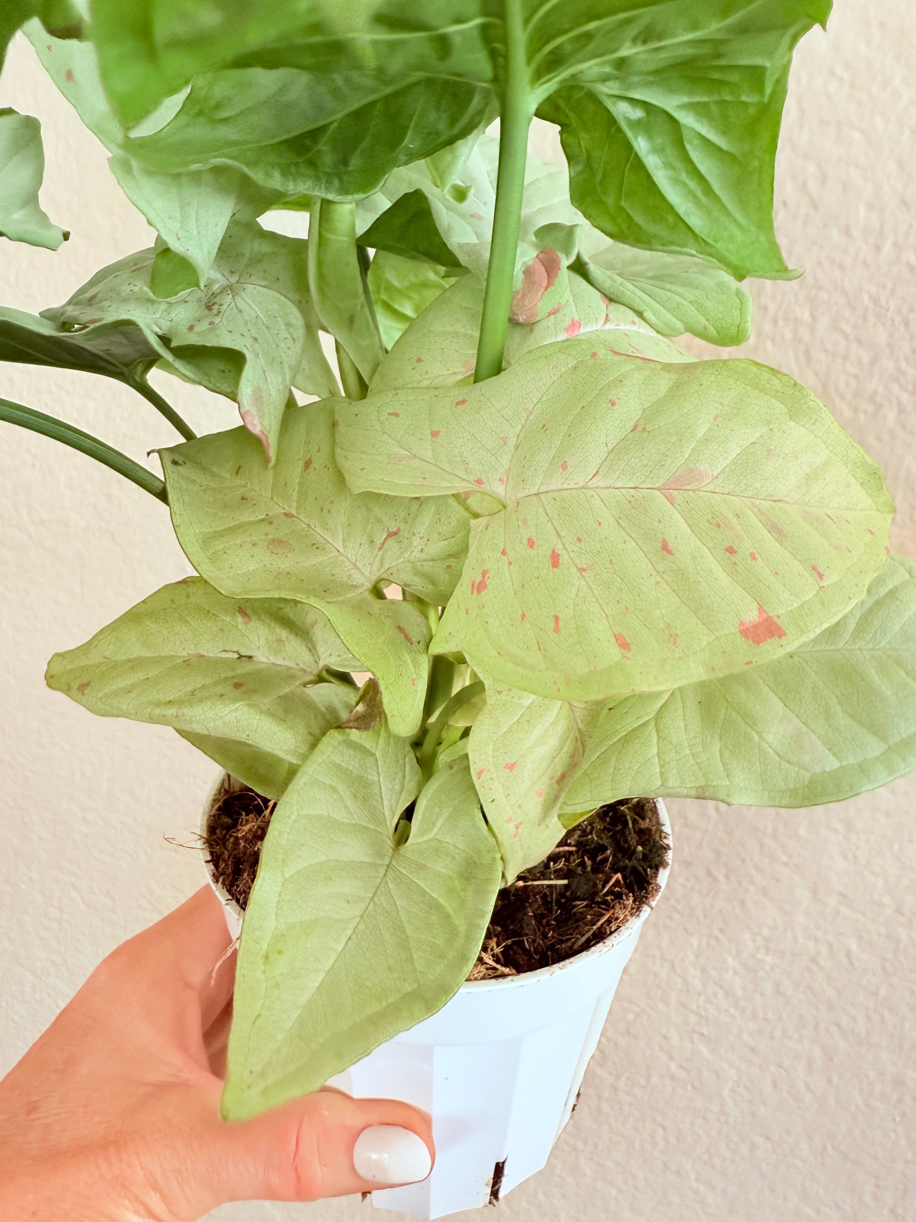 Syngonium 'Confetti'