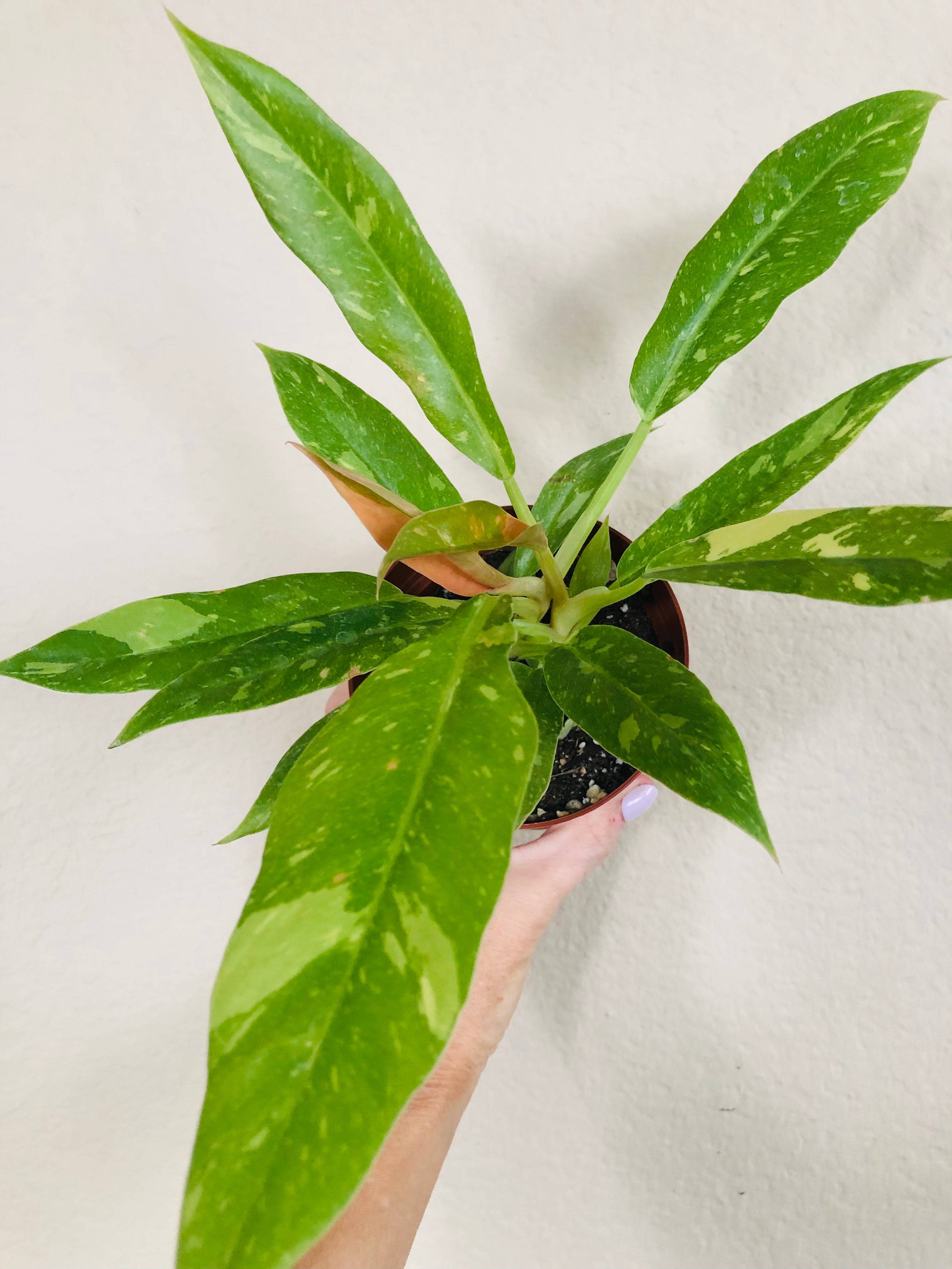 Philodendron 'Ring of Fire'