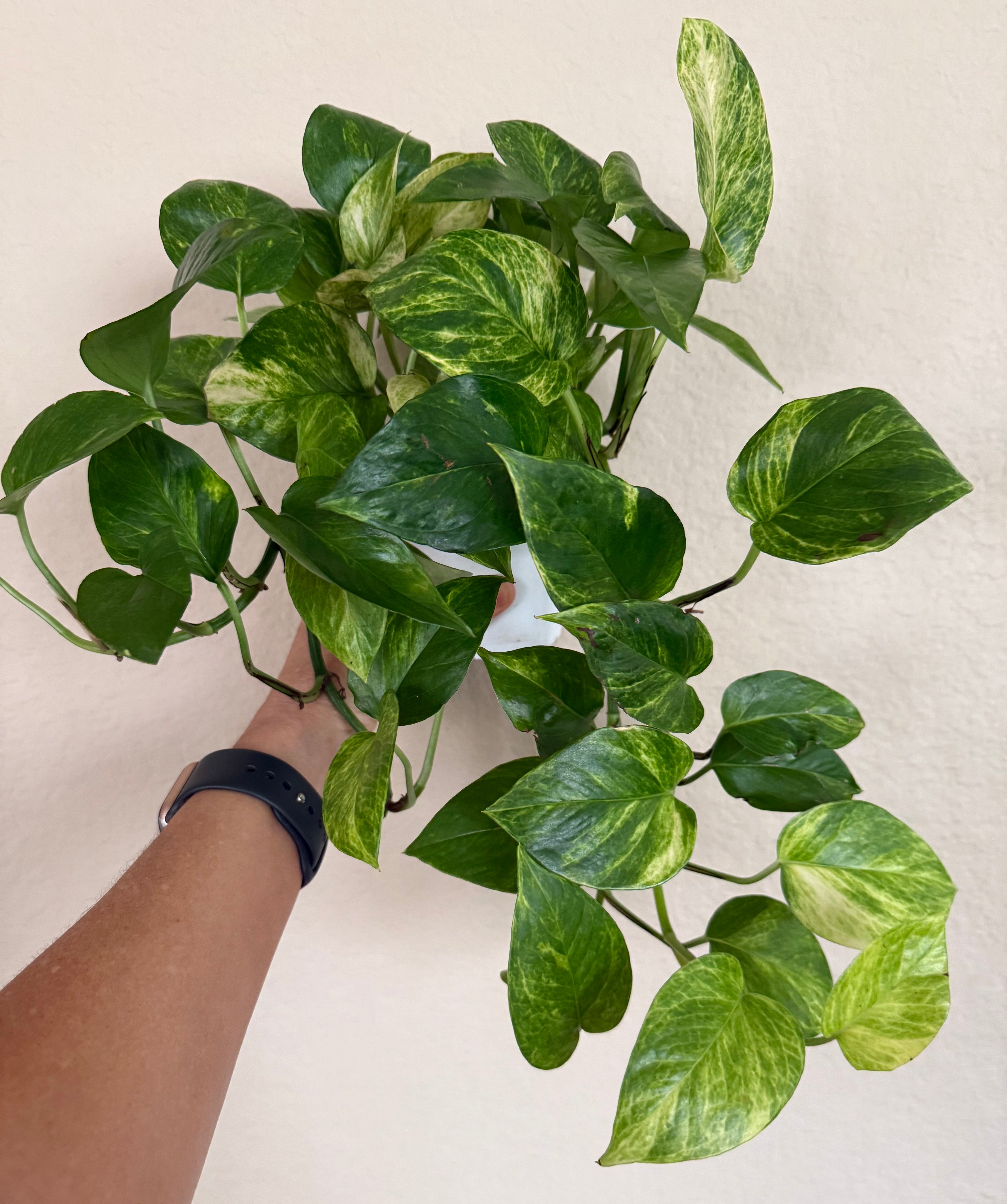 Neon Queen Pothos