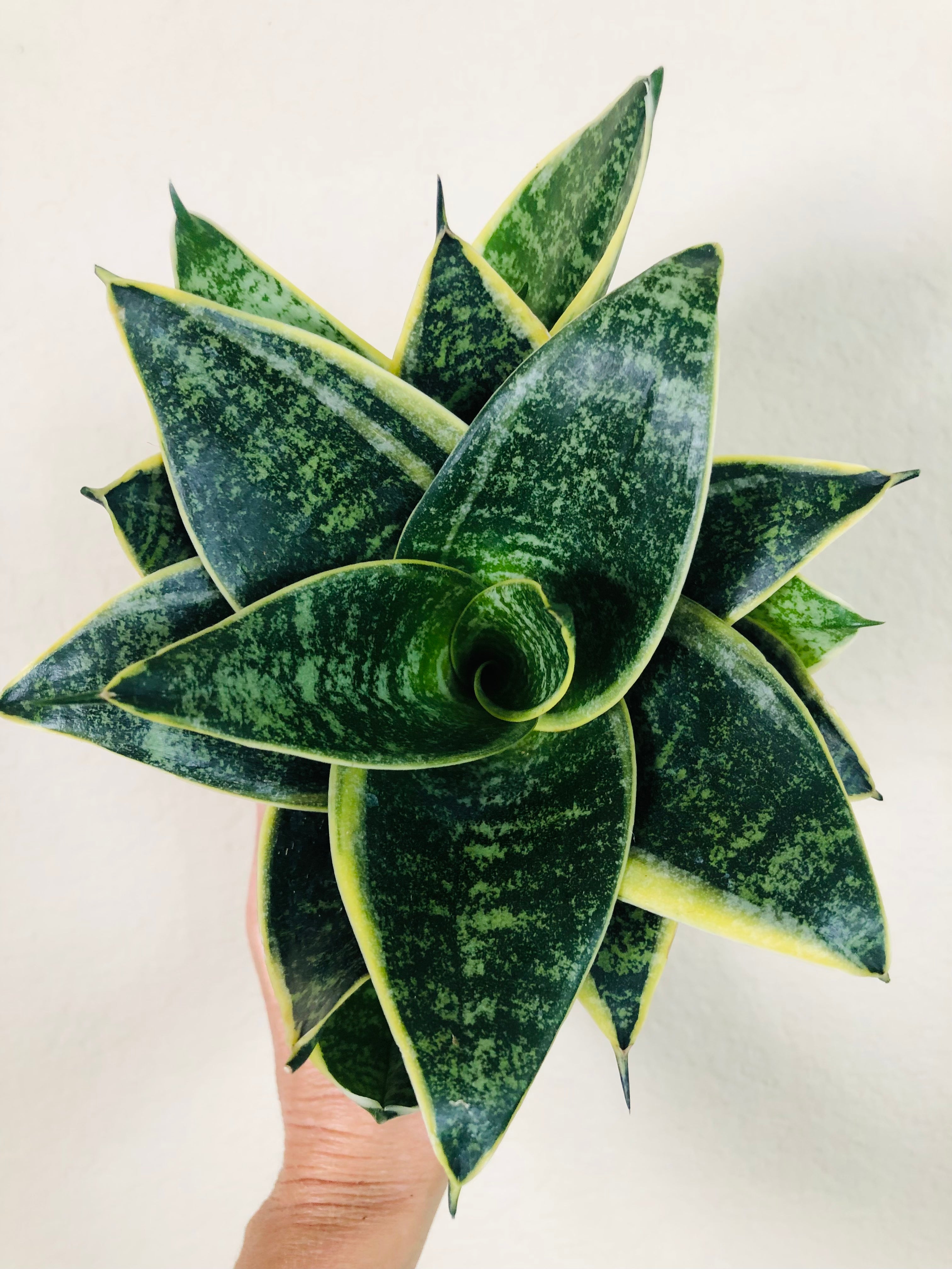 Sansevieria Hahnii 'Ocean Star'