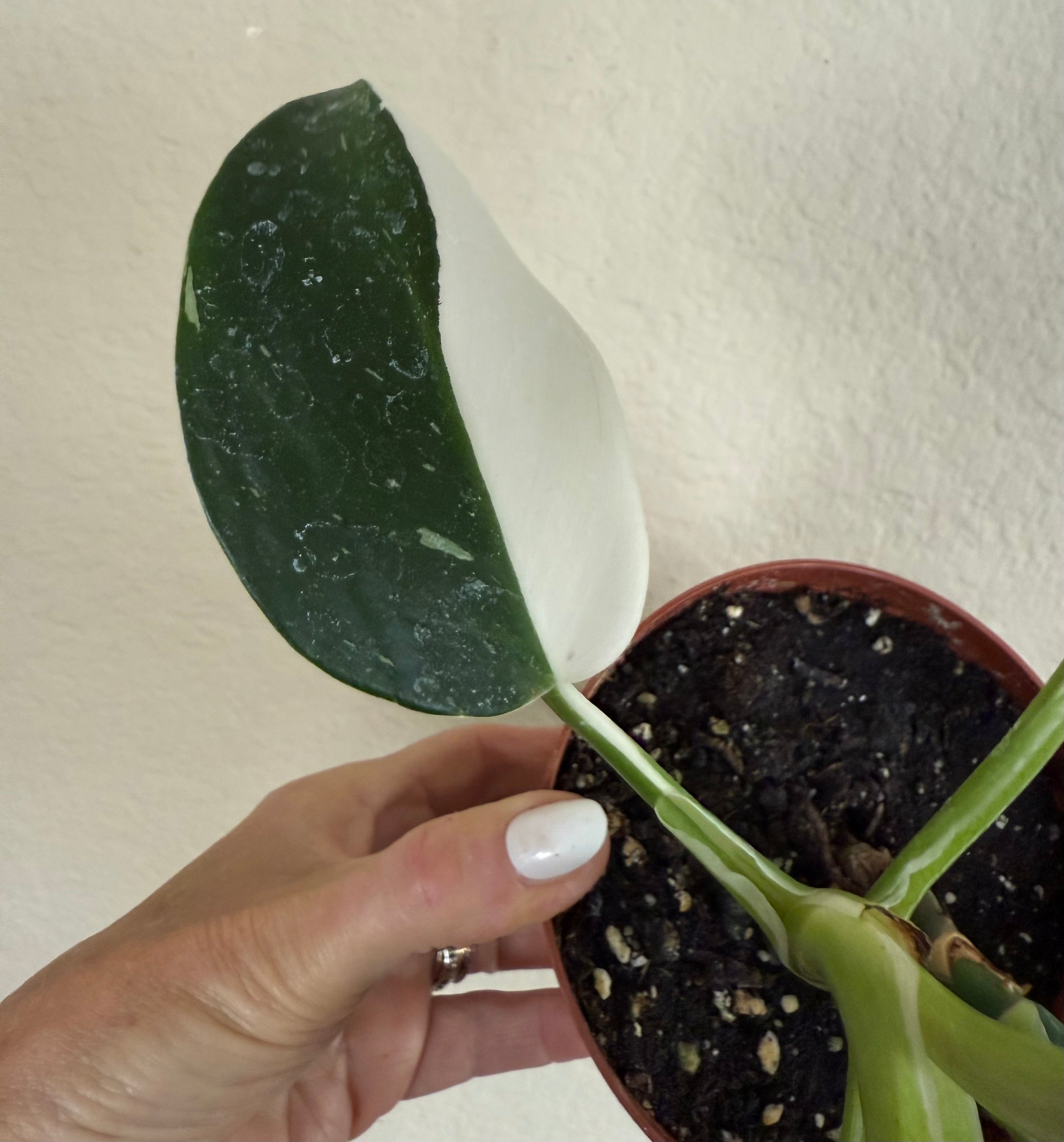 Philodendron 'White Wizard'