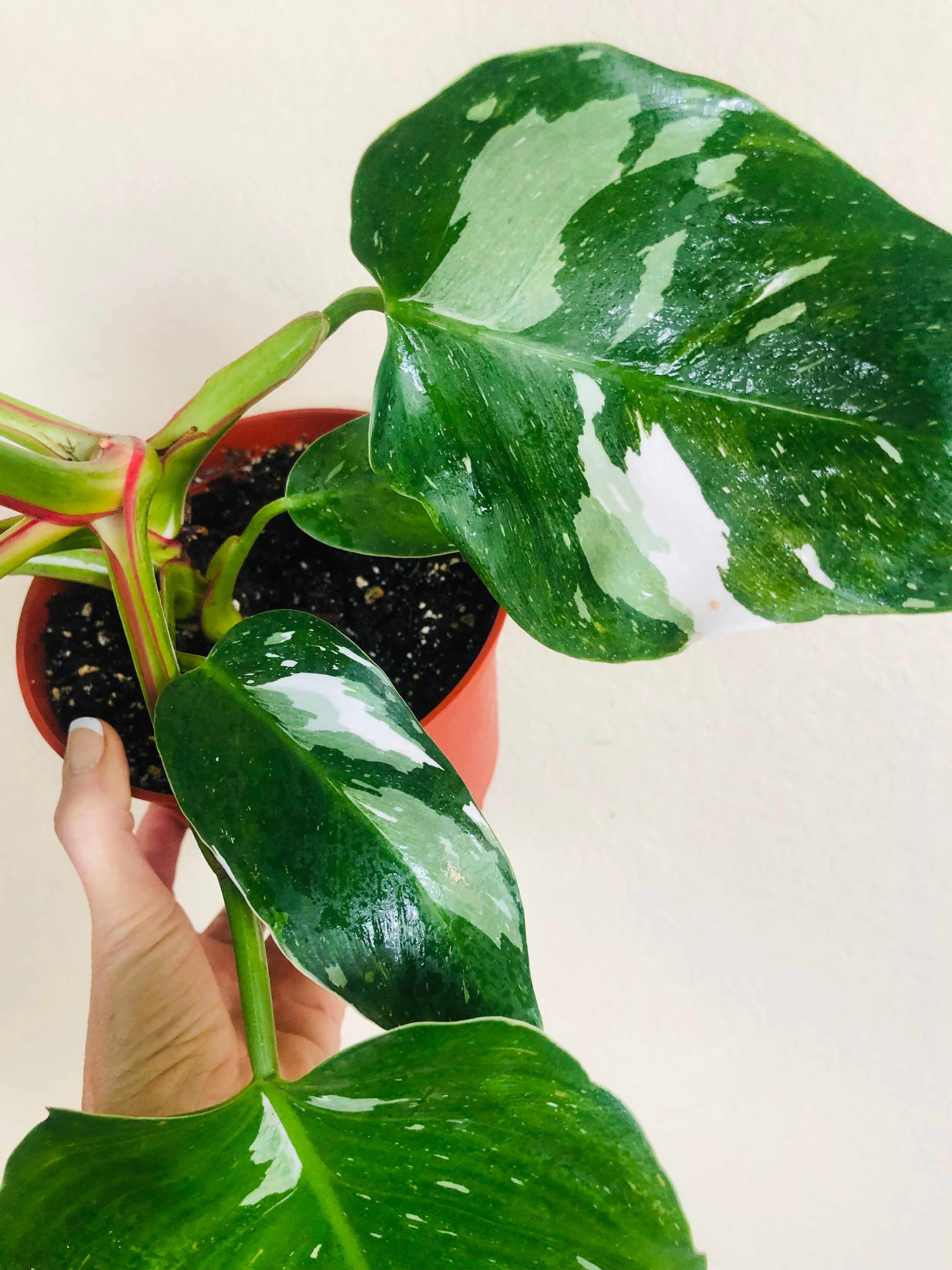 Philodendron 'White Princess'