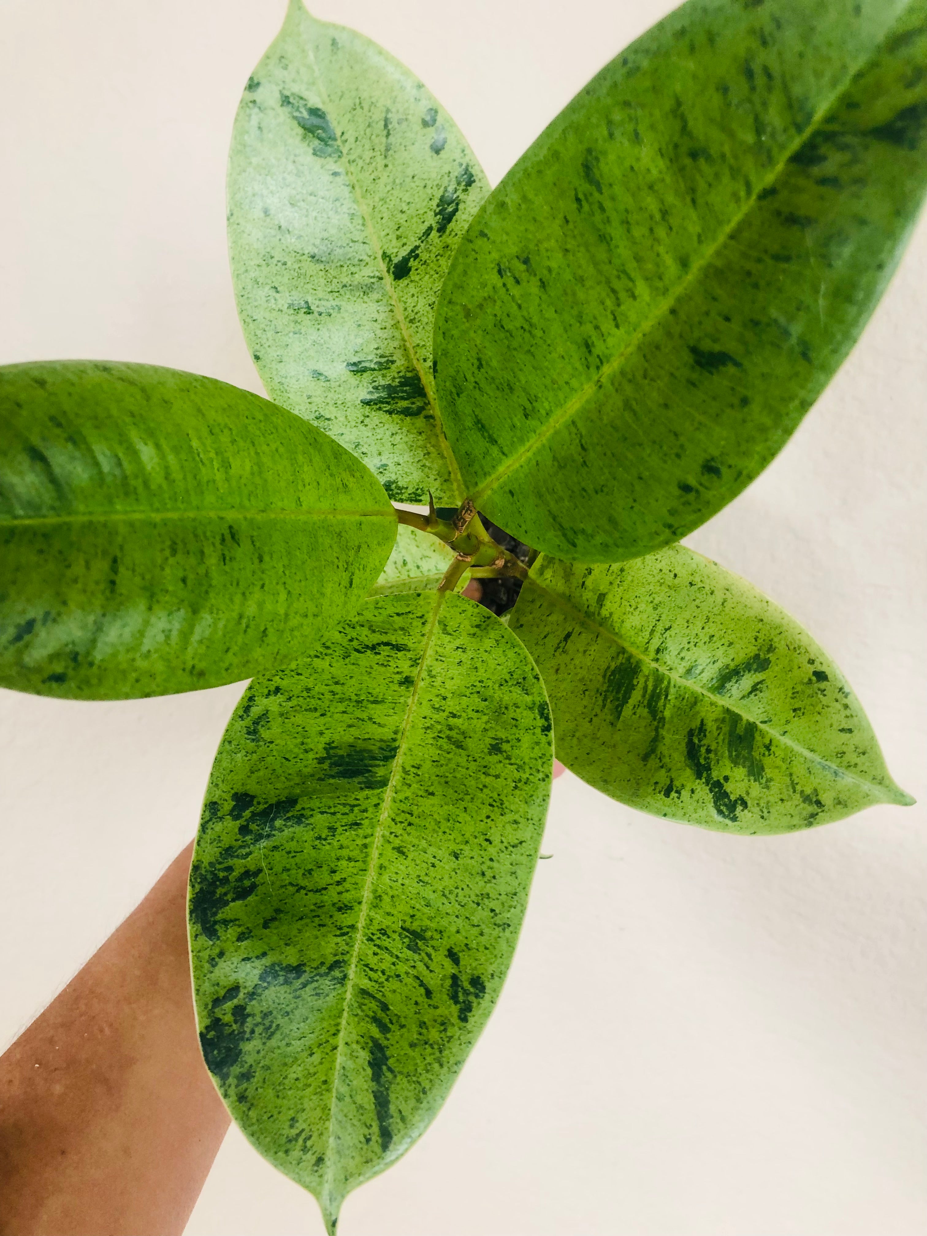 Ficus Shivereana