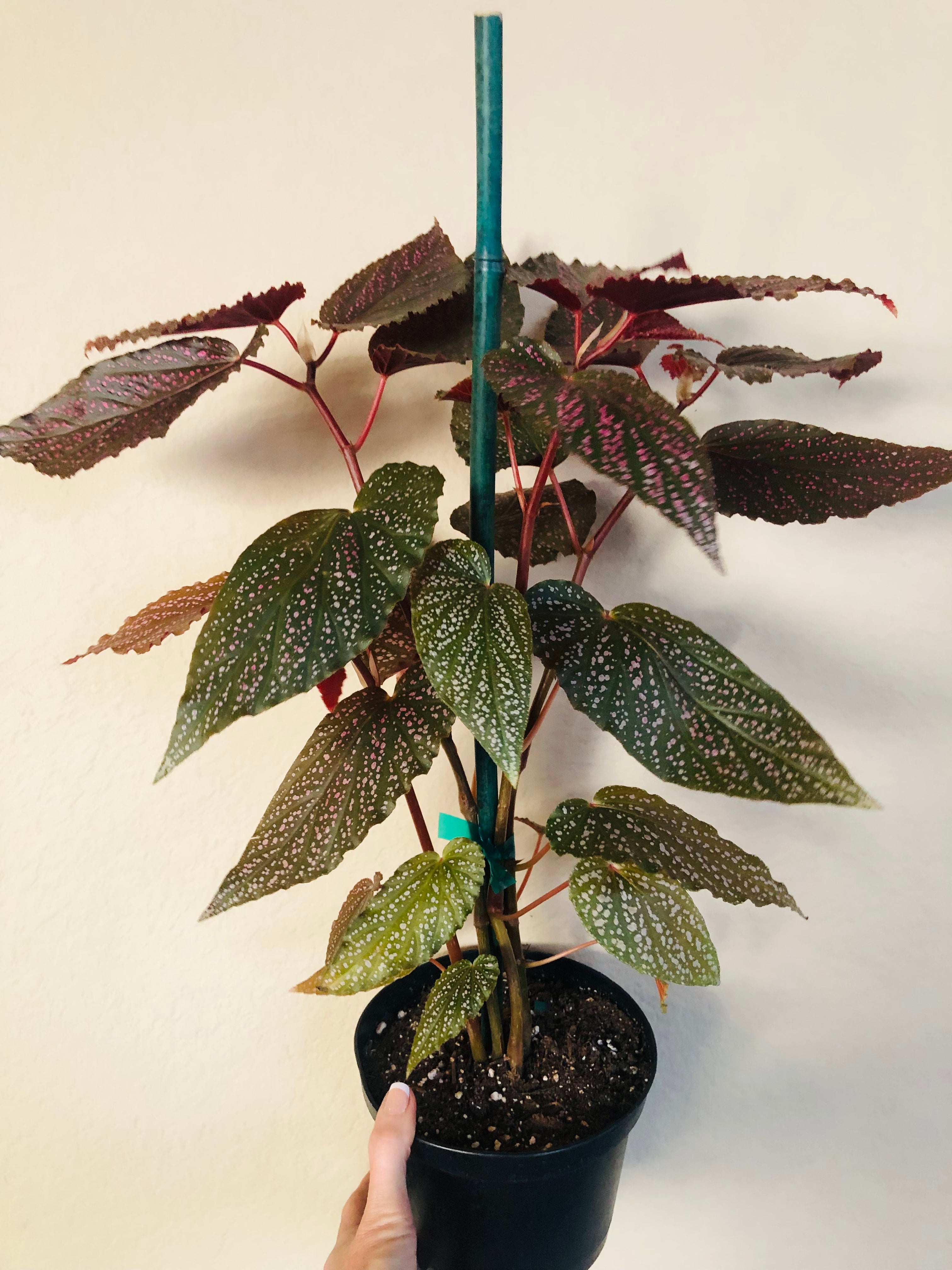 Begonia 'Benigo Pink'