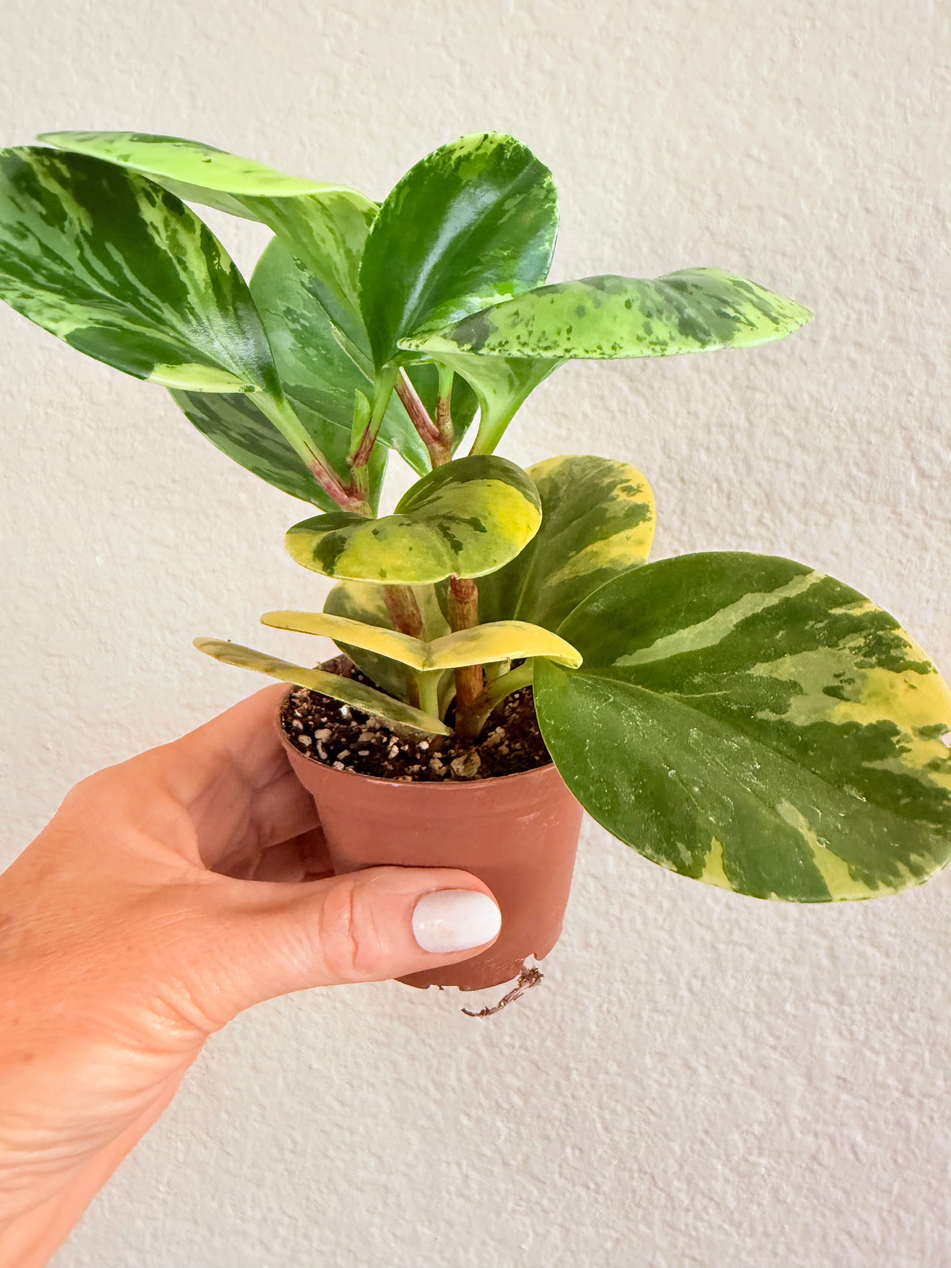 Peperomia Obtusifolia 'Marble'