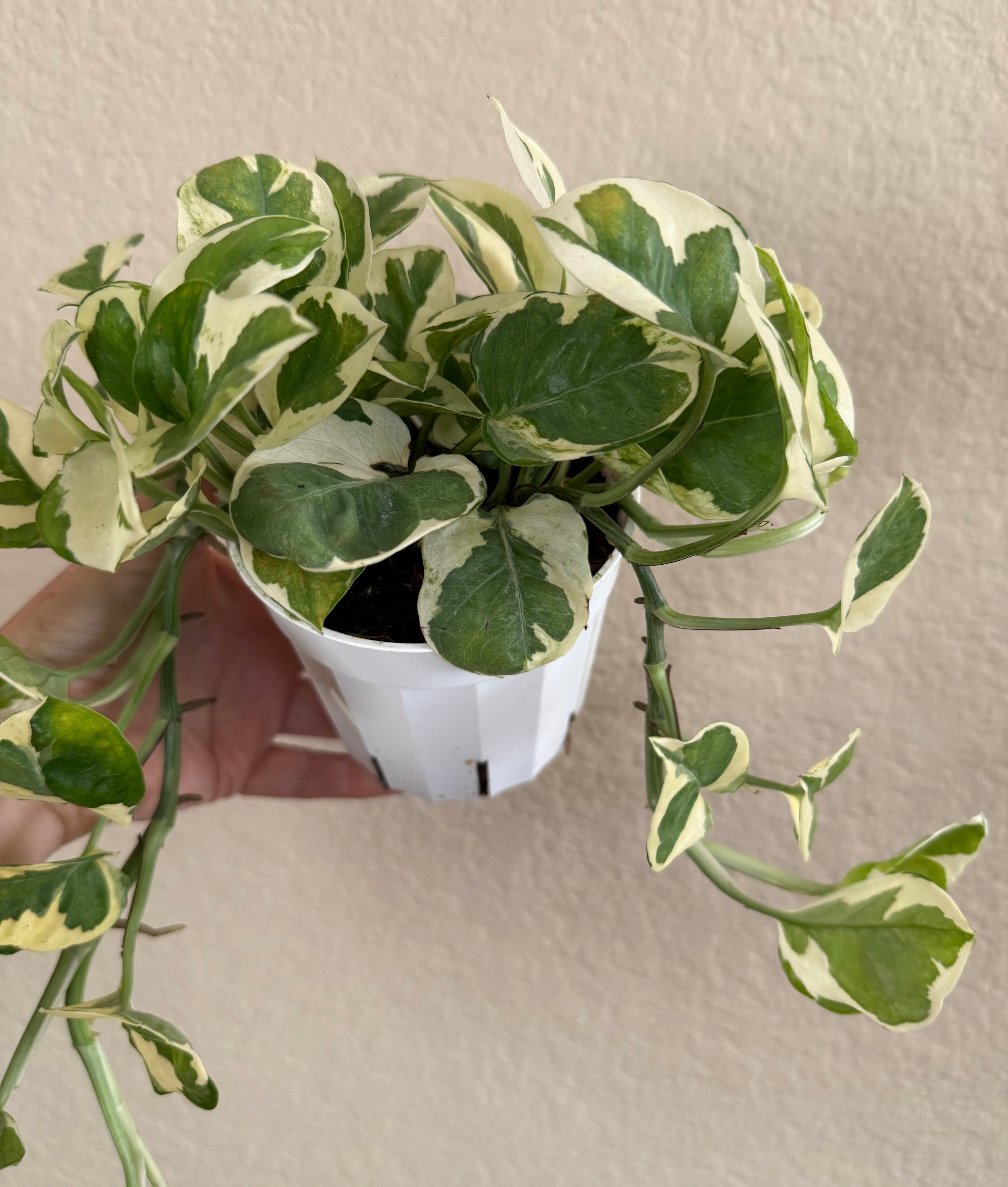 Pothos 'N'joy'