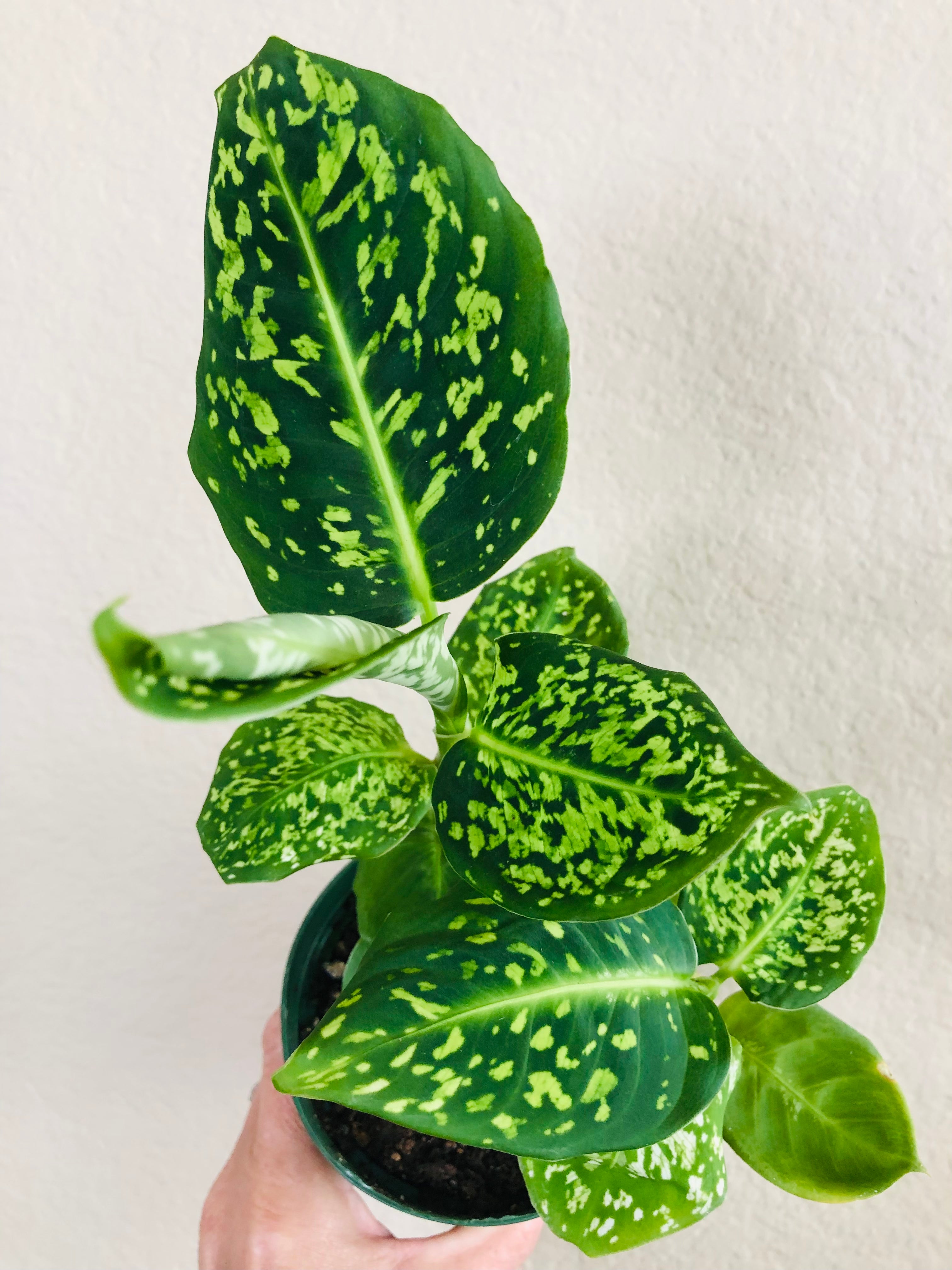 Dieffenbachia Reflector