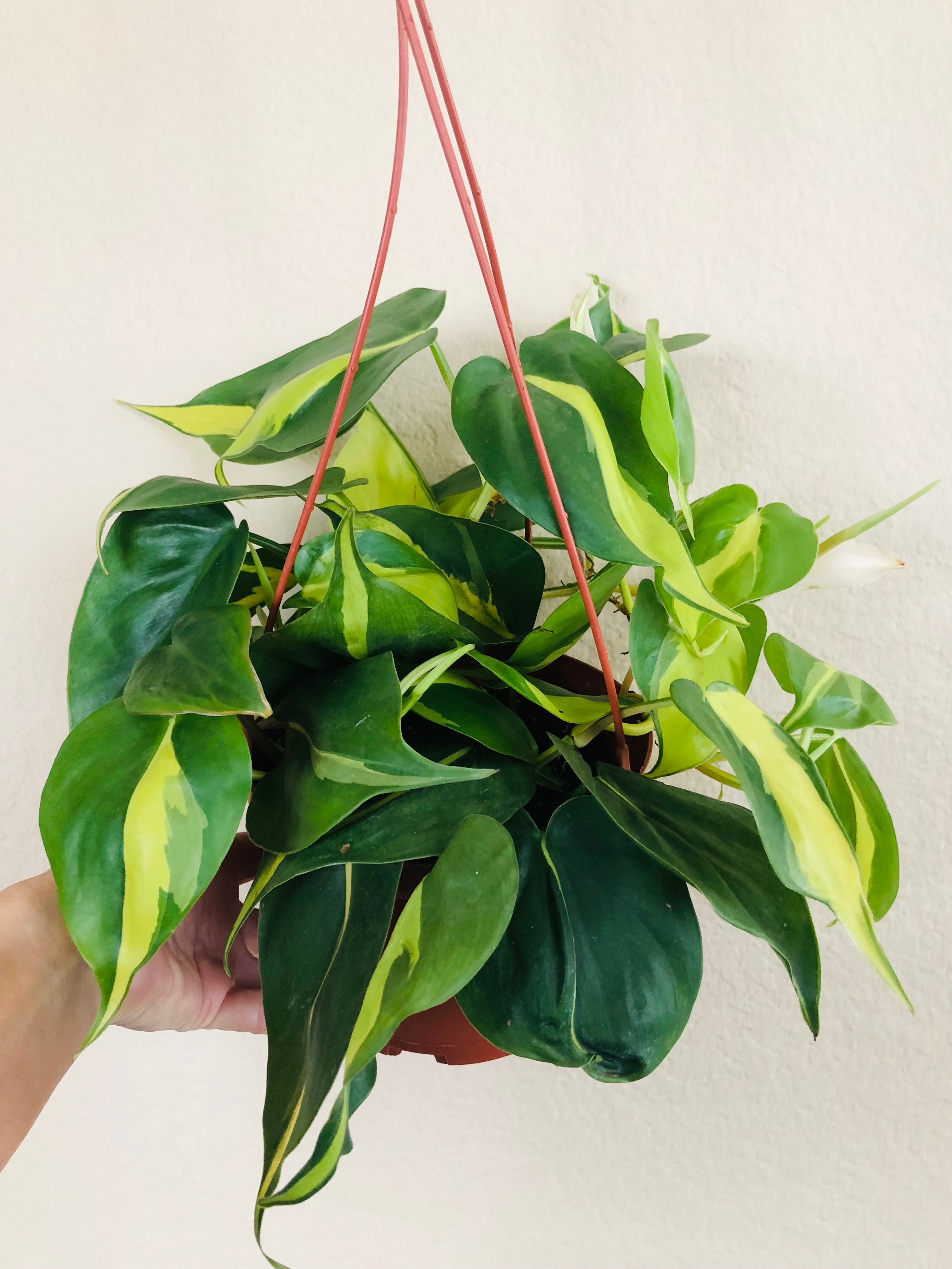 Philodendron 'Brasil'