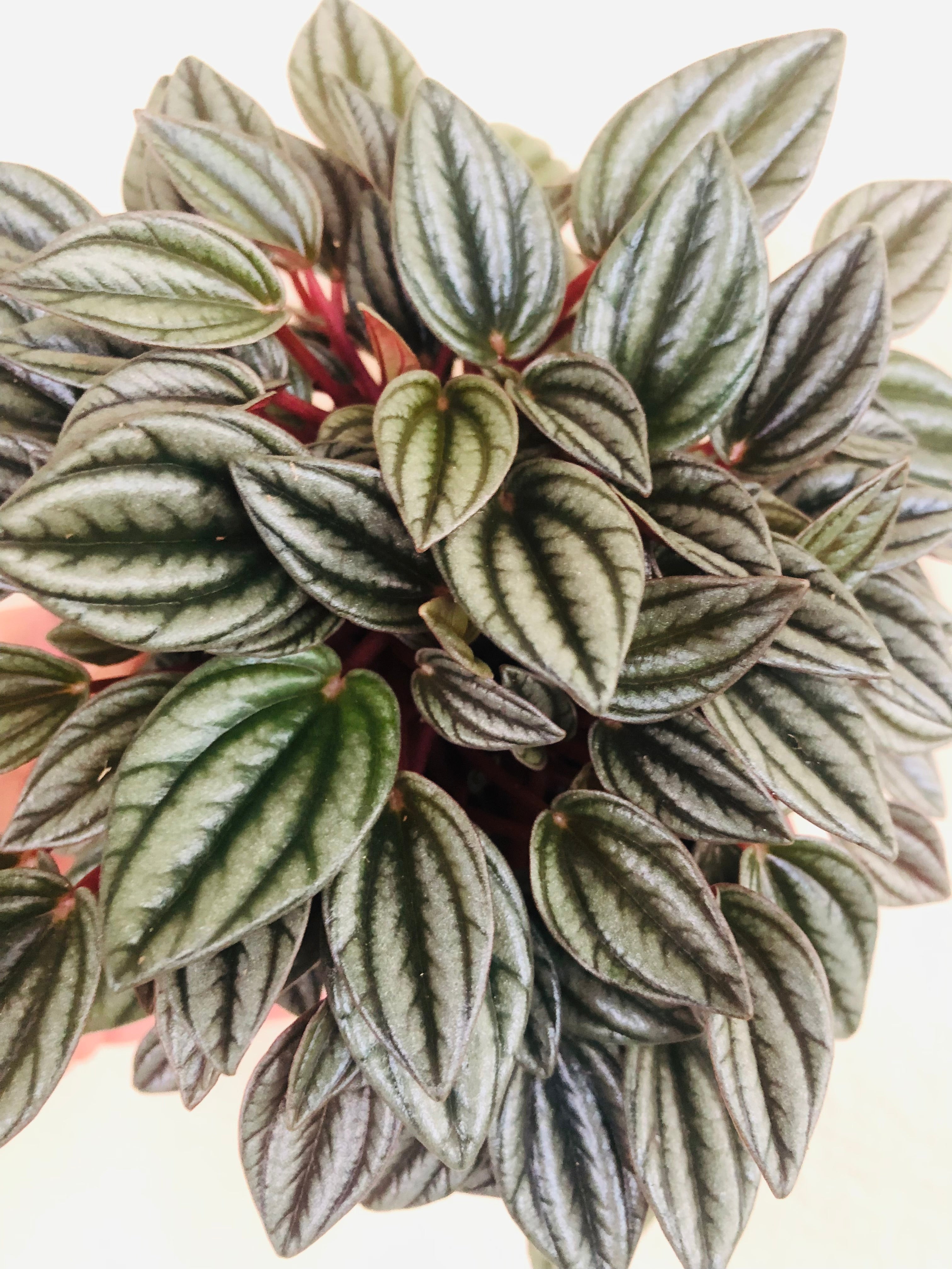 Peperomia ‘San Marino’