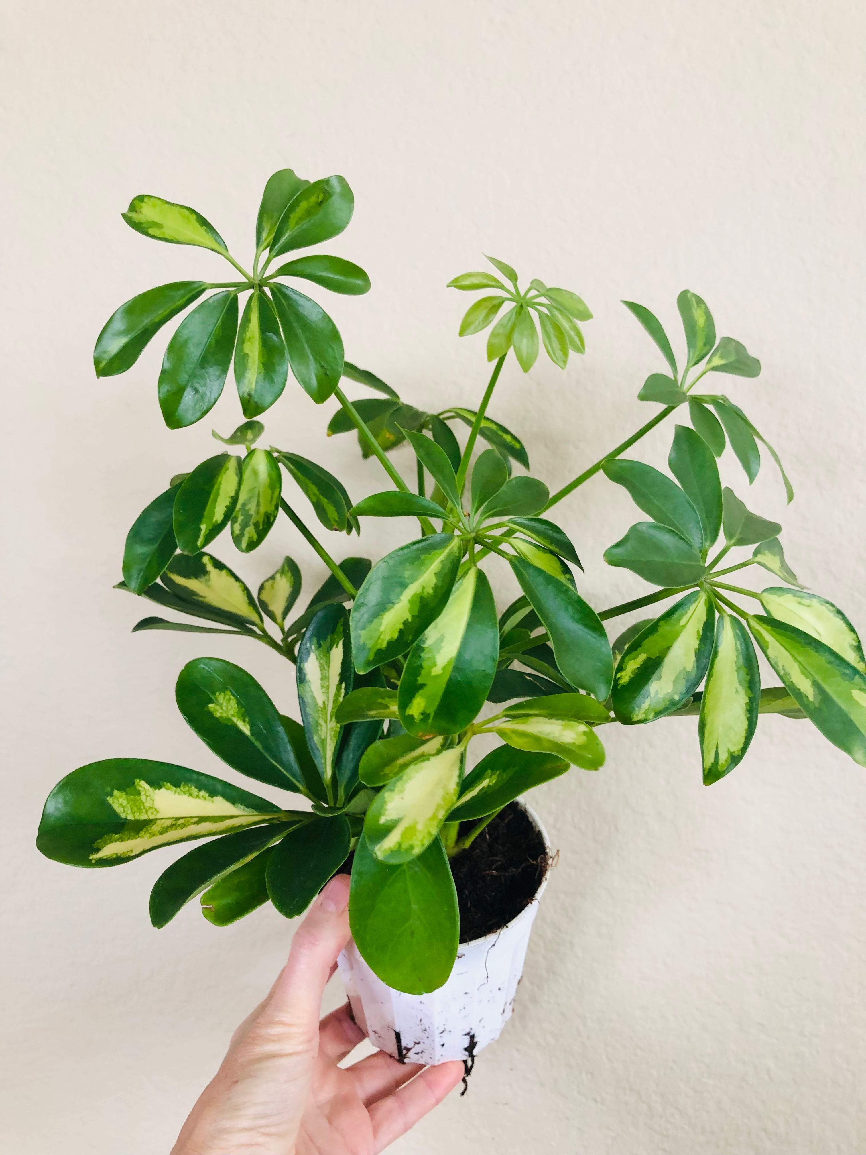 Schefflera Arboricola Variegated 'Umbrella'