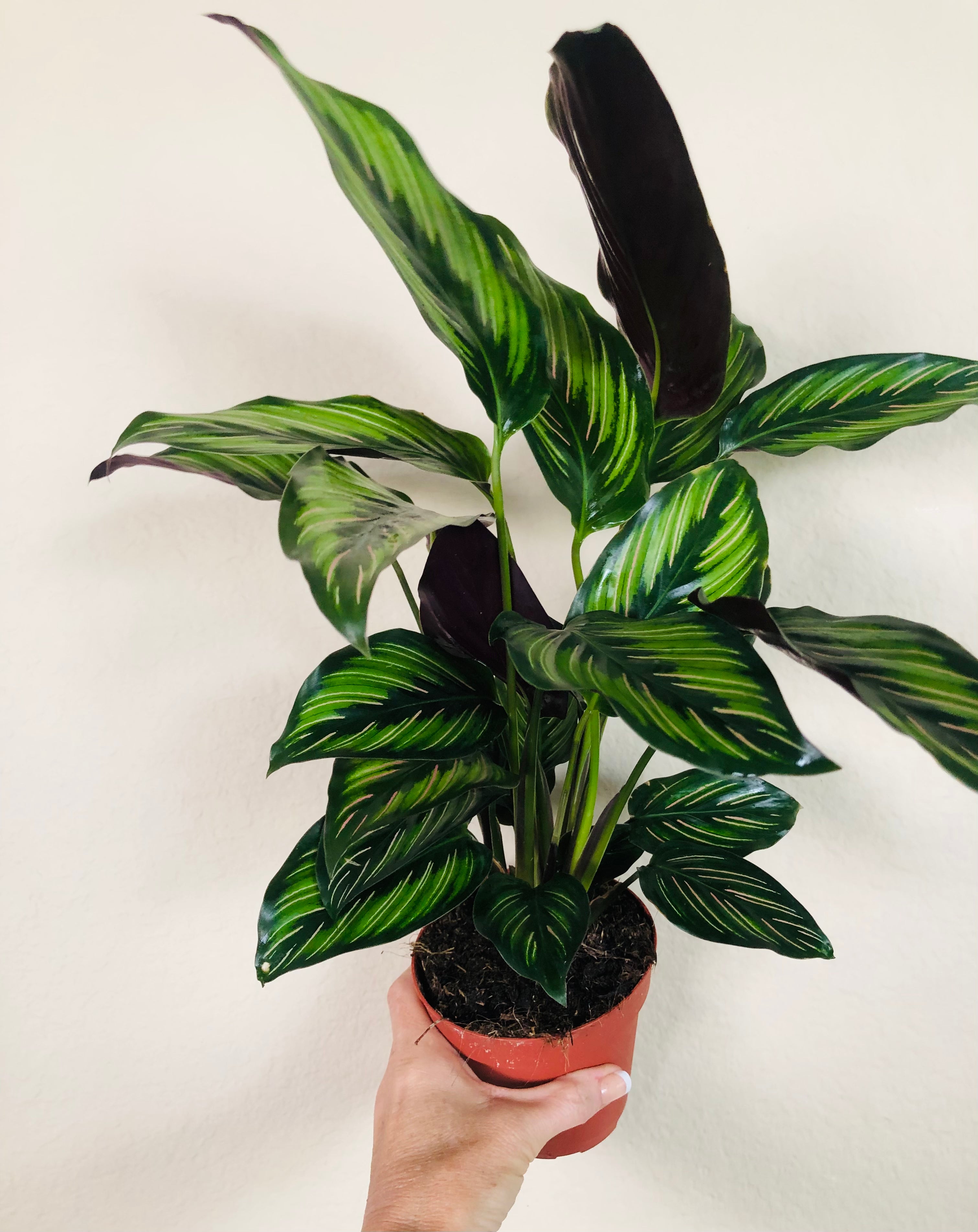 Calathea Beauty Star