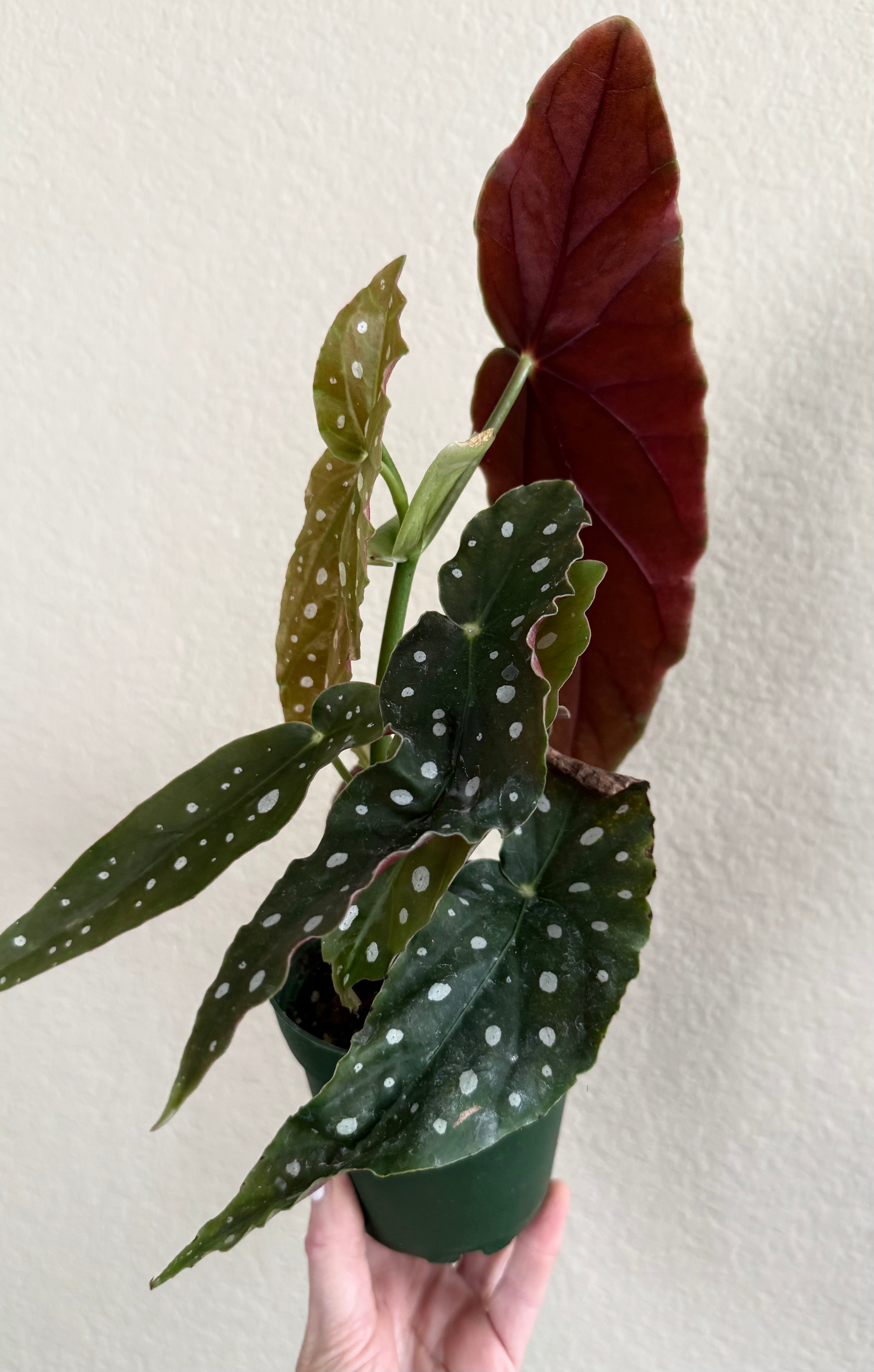 Begonia 'Maculata'
