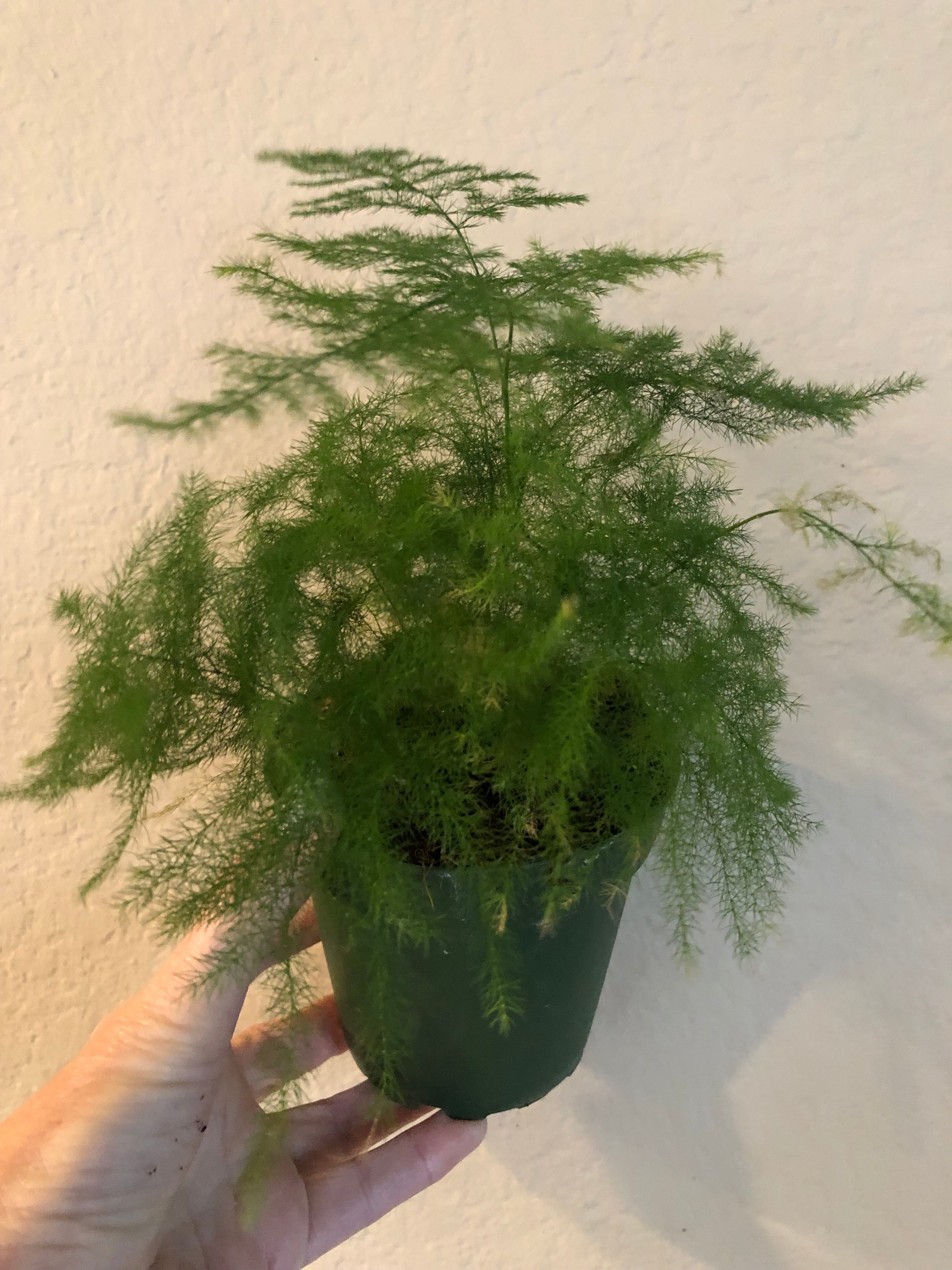 Fern 'Plumosa'