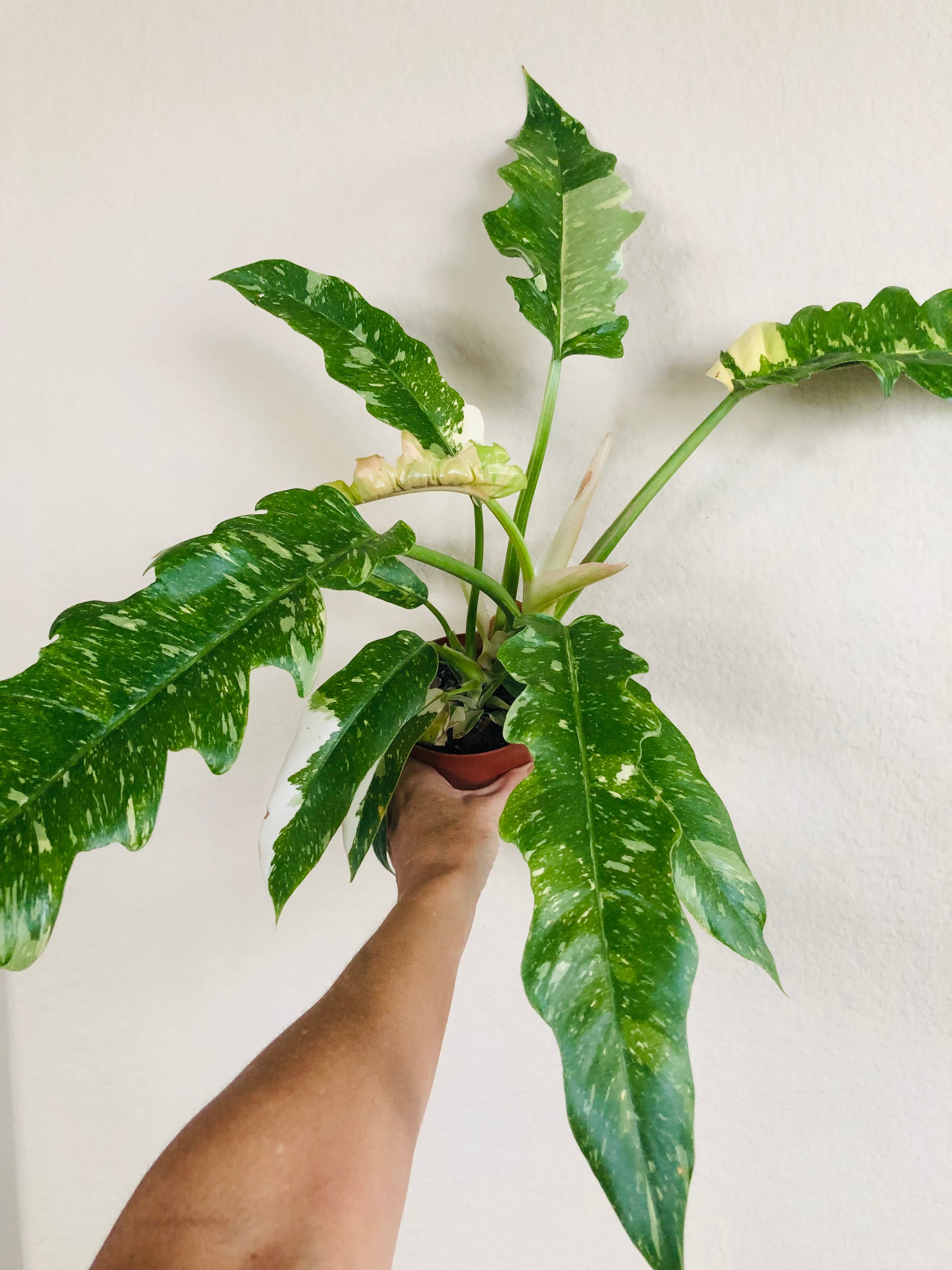 Philodendron 'Ring of Fire'