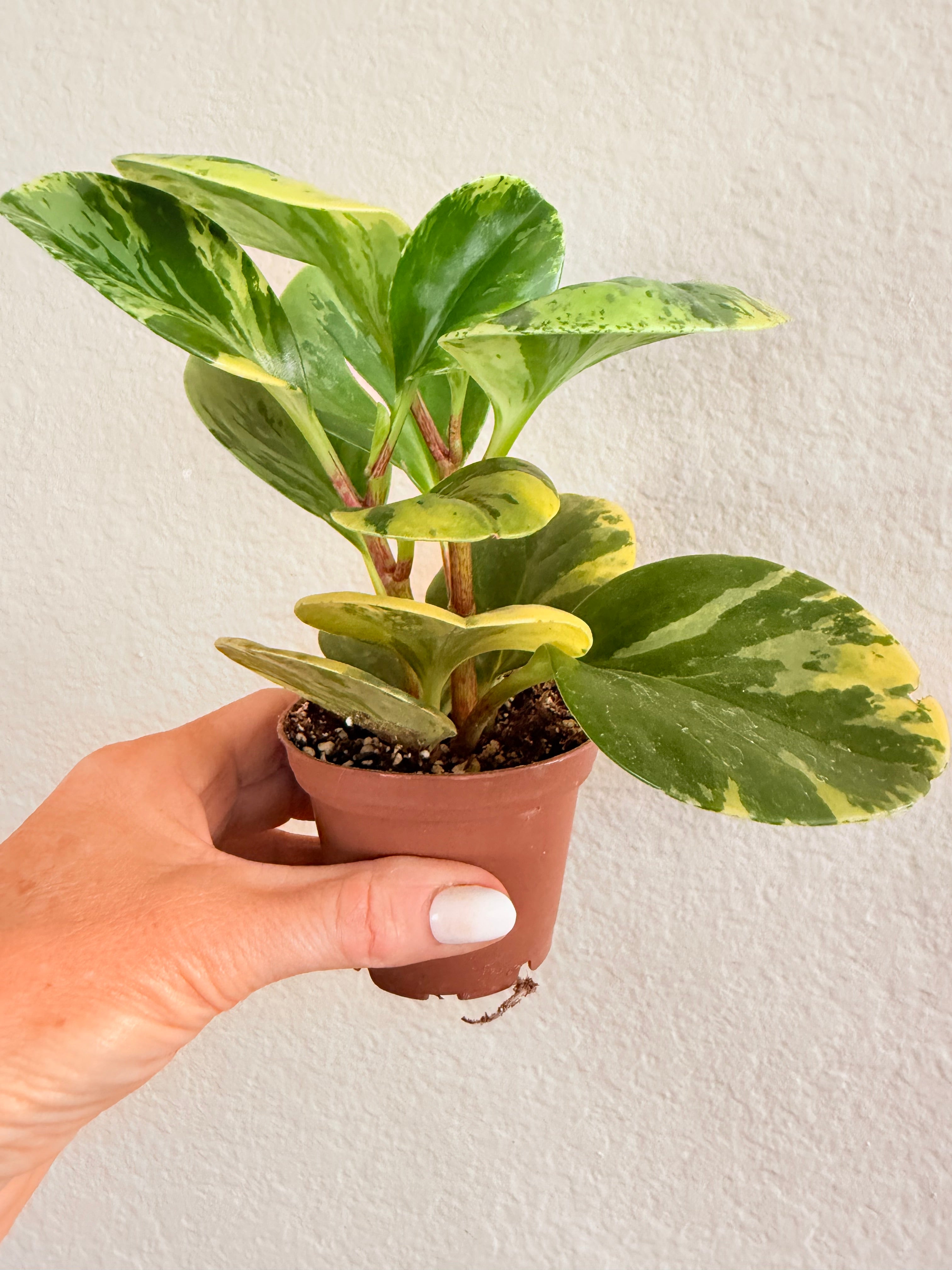 Peperomia Obtusifolia 'Marble'