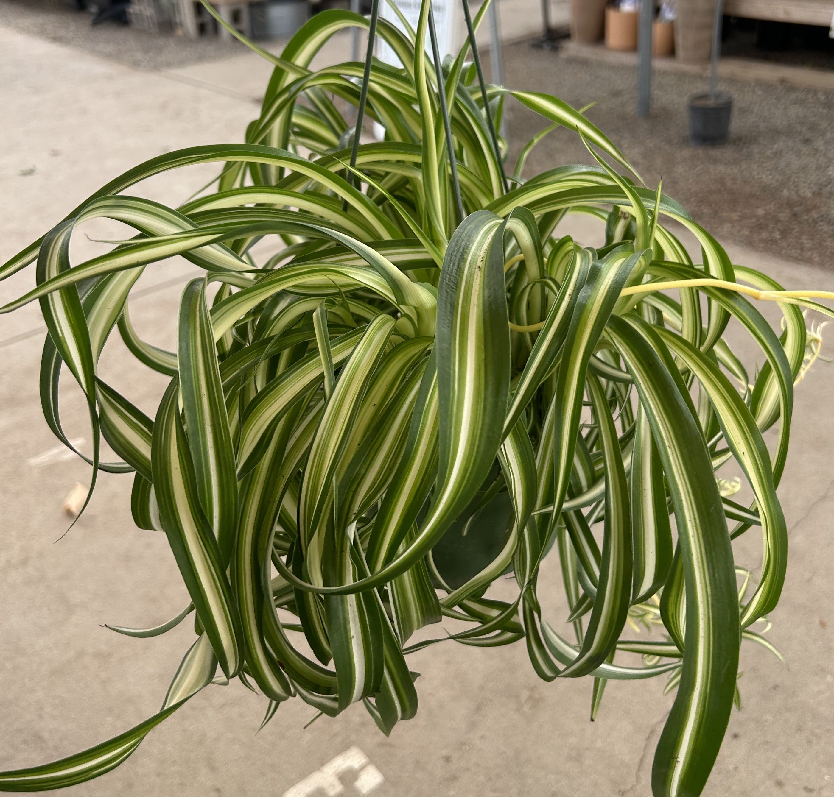 Spider Plant 'Bonnie'