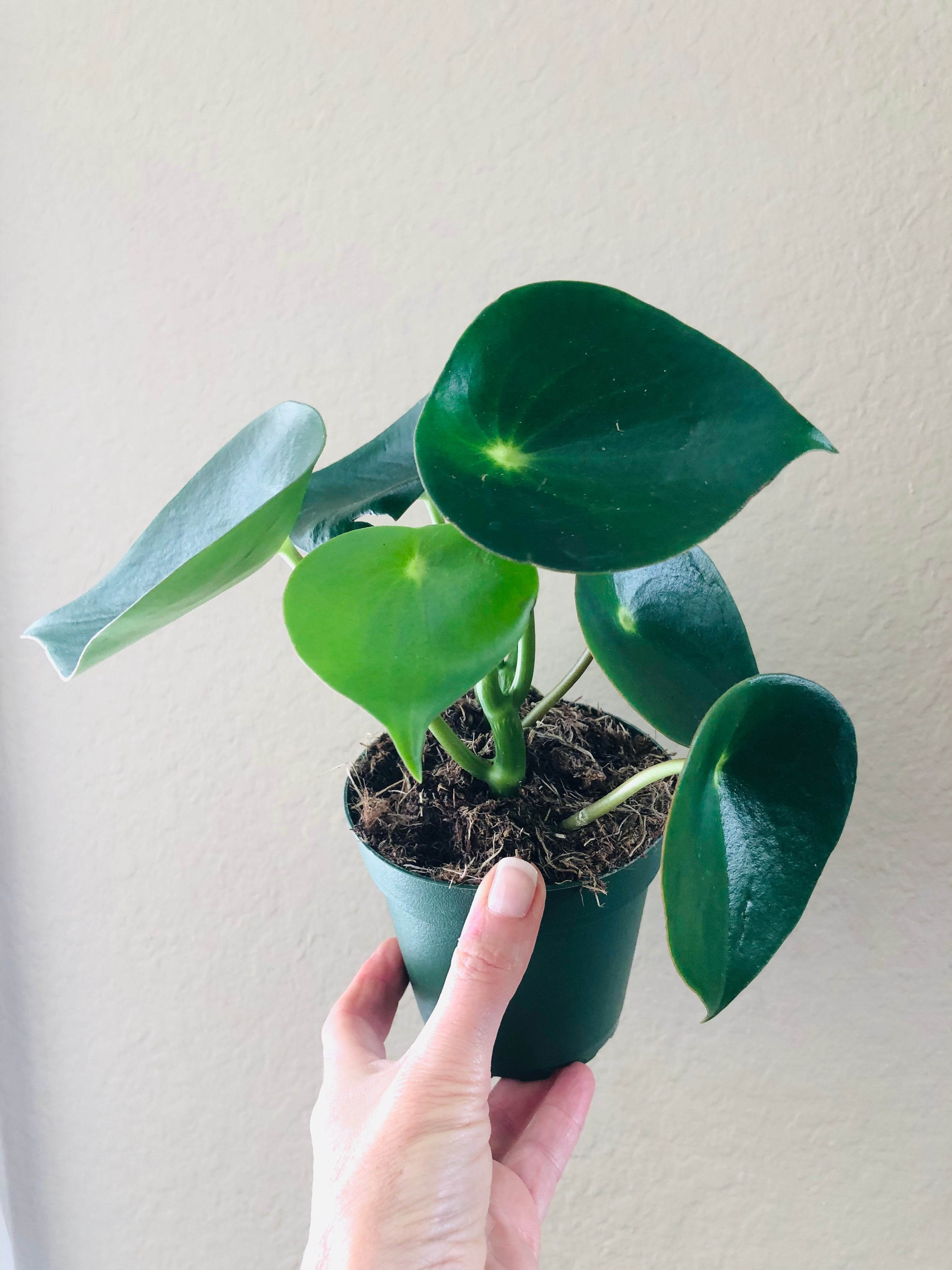 Peperomia 'Owl Eye'