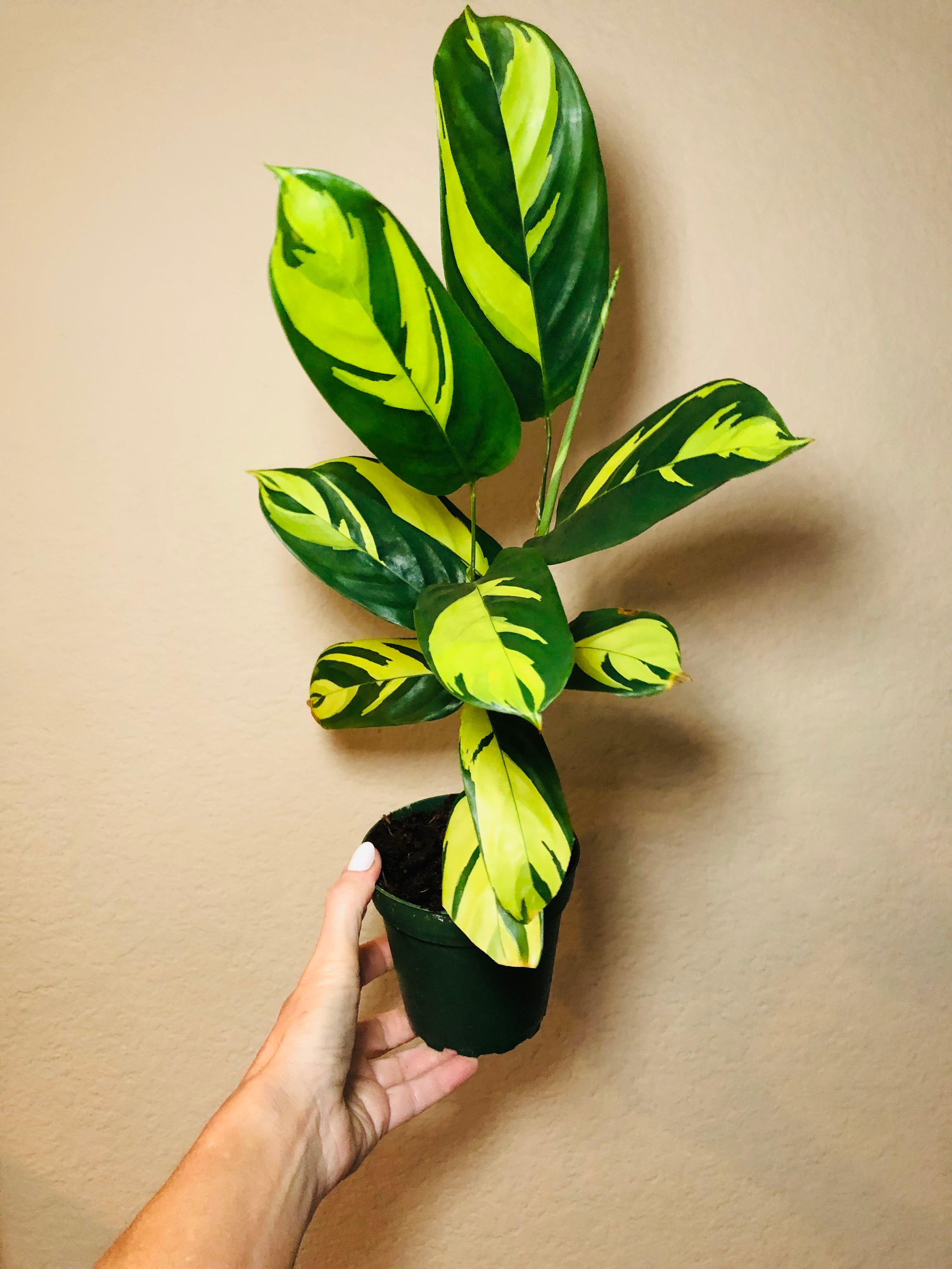 Ctenanthe Lubbersiana